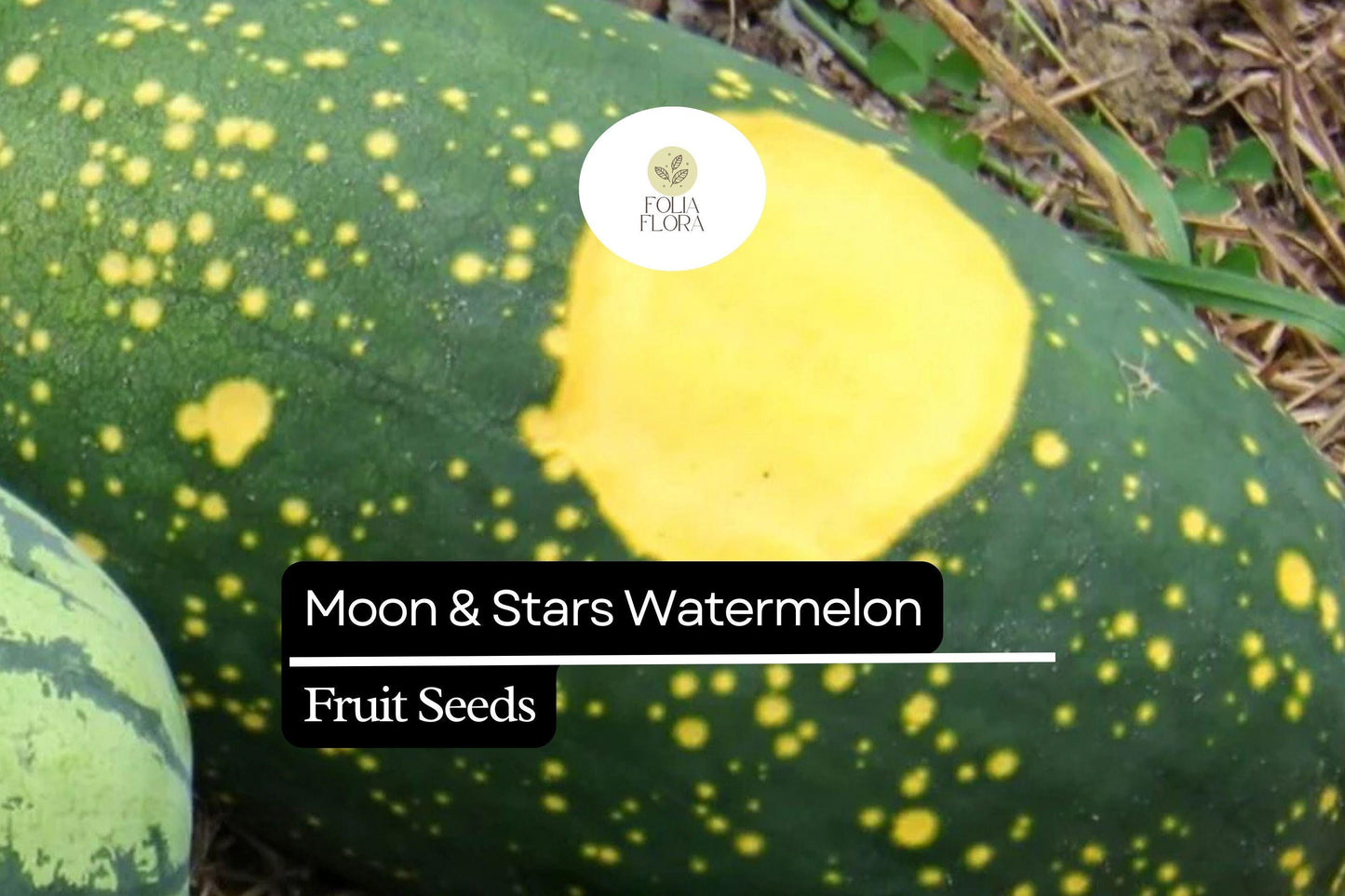 Moon & Stars Watermelon Seeds - Heirloom Variety, Sweet Red Flesh - Citrullus lanatus, Unique Dark Green Rind with Yellow Spots
