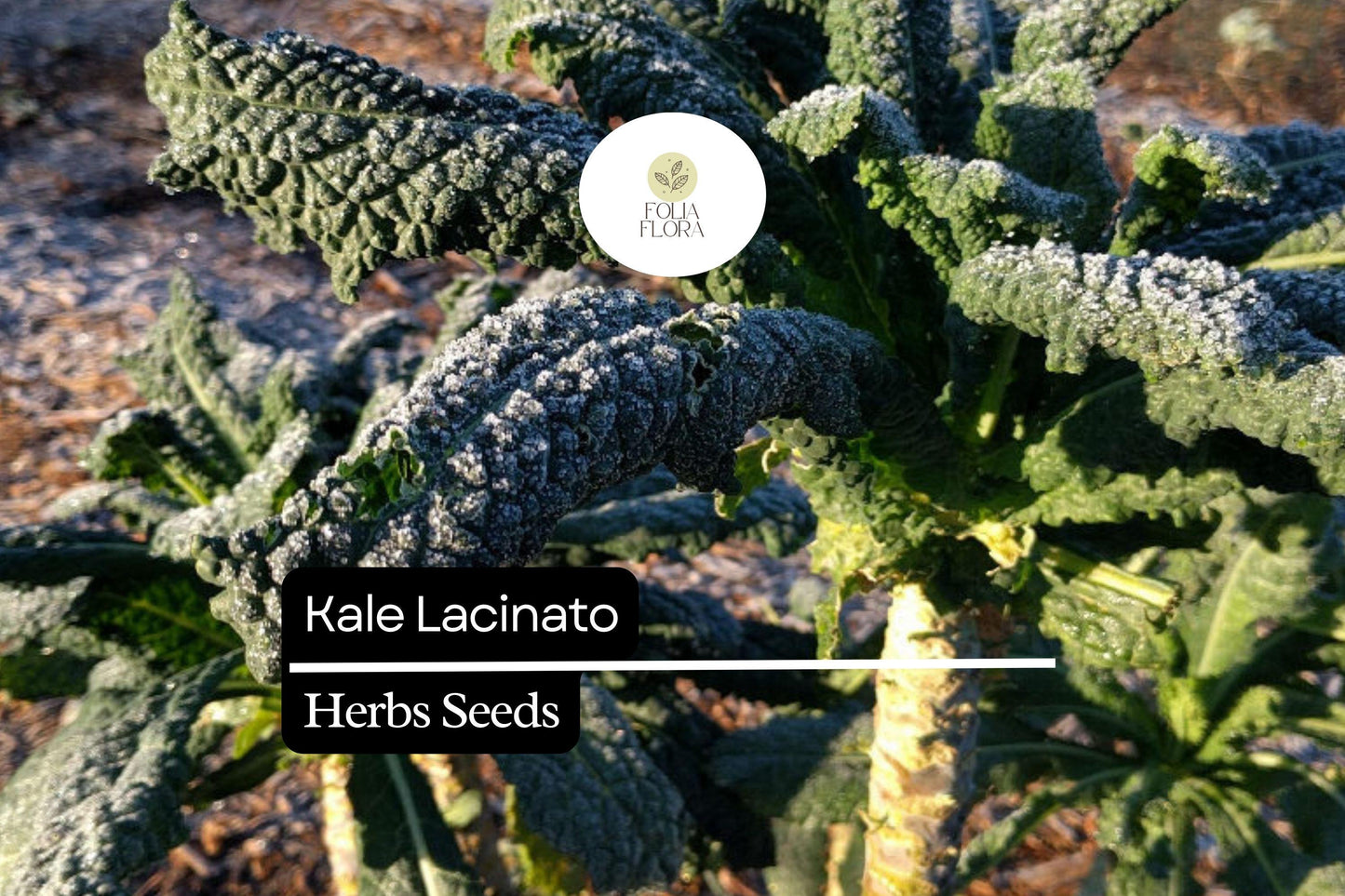 Lacinato Kale Seeds - Heirloom Non-GMO Dinosaur Kale (Brassica oleracea) - 1g Packet, Nutrient-Dense Dark Green Leaves