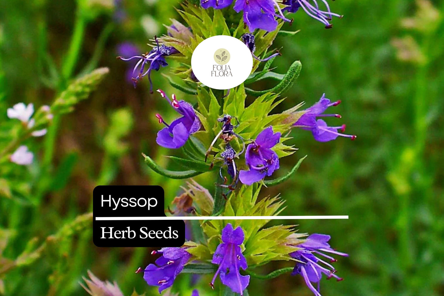 Hyssop Seeds 300 Count - Aromatic Culinary Herb with Blue, Purple, Pink Flowers - Hyssopus officinalis - Easy to Grow