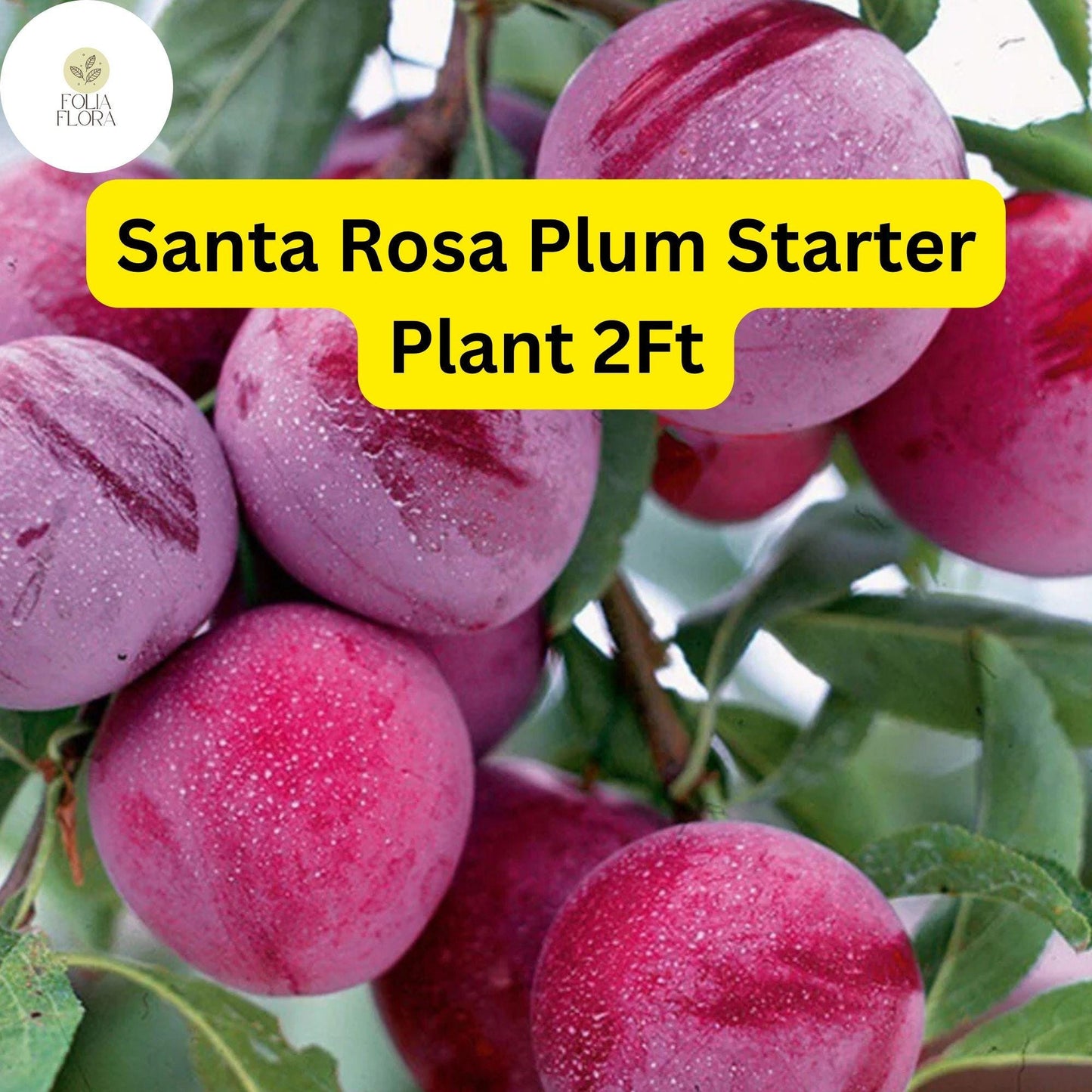 Santa Rosa Plum Tree - 2ft Live Fruit Tree, Edible Reddish-Purple Plums, Prunus salicina, Self-Pollinating, Perfect for Home Gardens