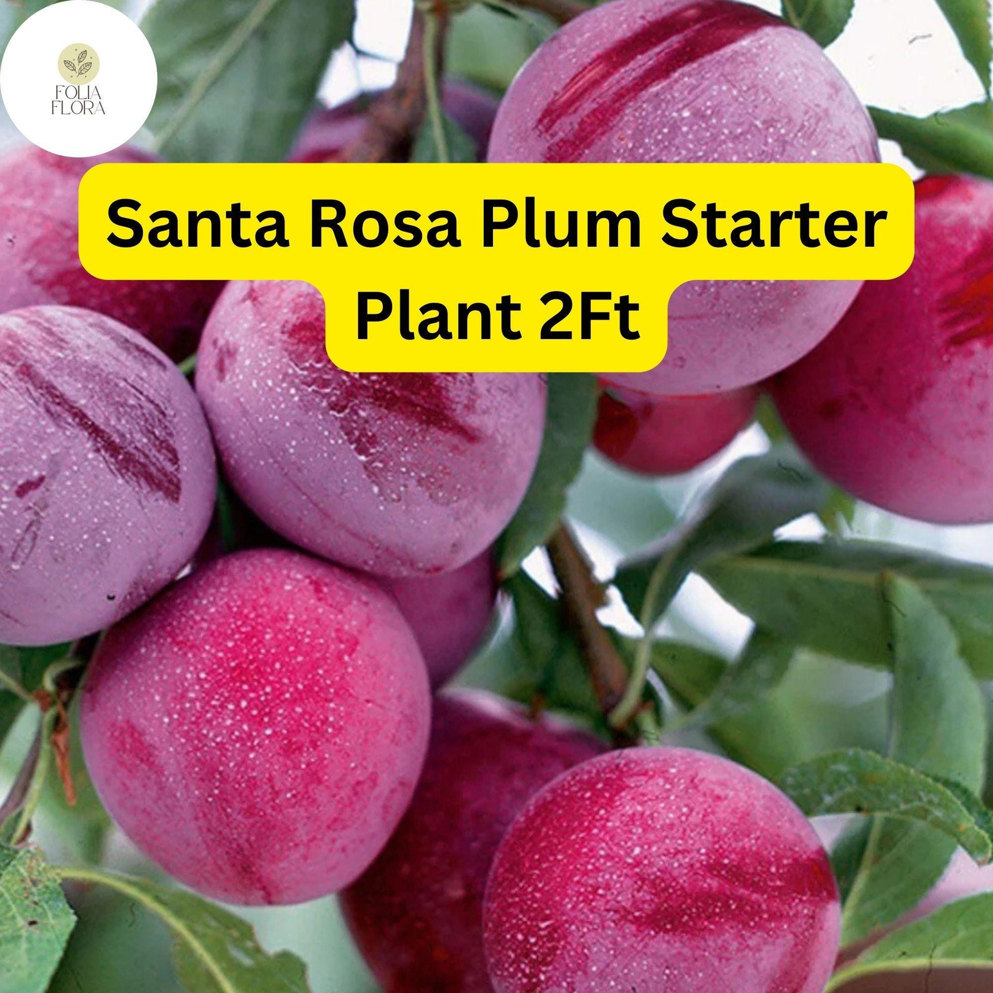 Santa Rosa Plum Tree - 2ft Live Fruit Tree, Edible Reddish-Purple Plums, Prunus salicina, Self-Pollinating, Perfect for Home Gardens