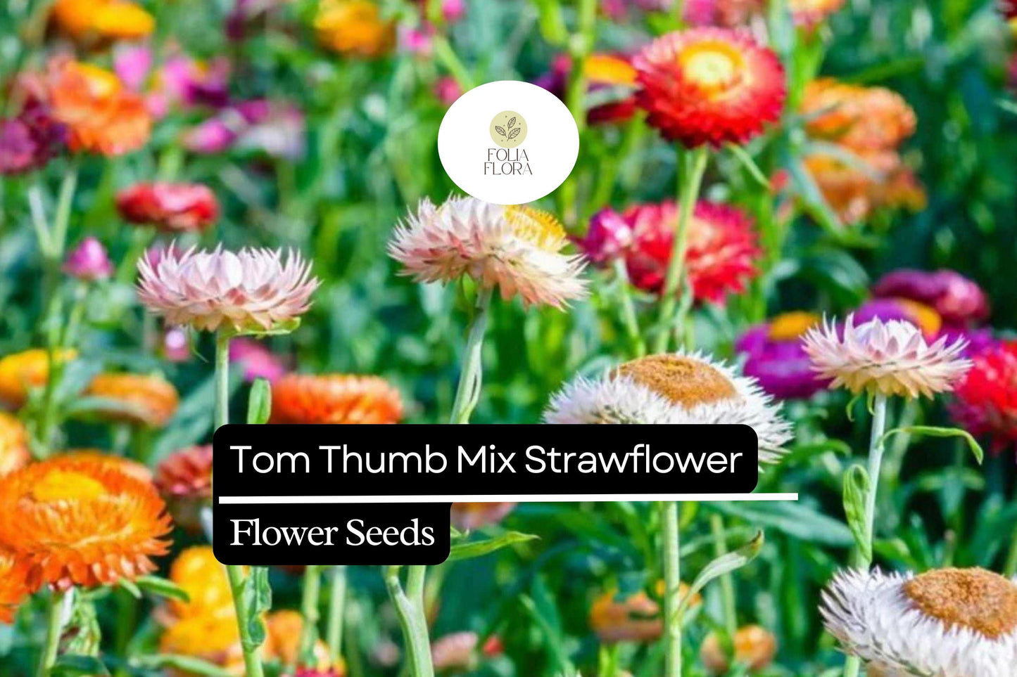 Tom Thumb Mix Strawflower Seeds - 150 Pack - Everlasting Dwarf Variety (Helichrysum bracteatum) - Mixed Colors for Containers