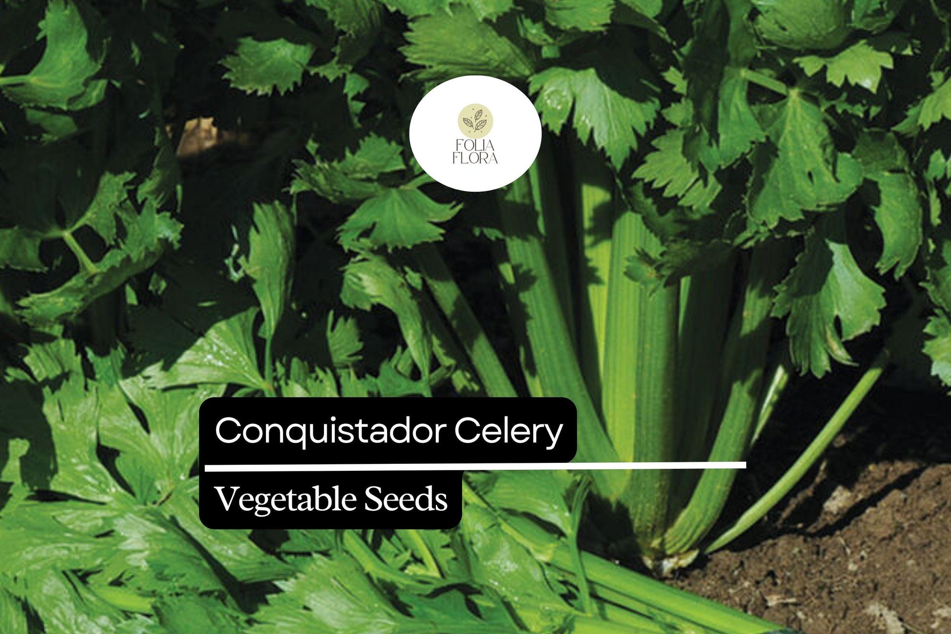 Crisp Conquistador Celery Seeds - High-Yield, Flavorful Variety - Apium graveolens - 100 Non-GMO Seeds for Gardeners