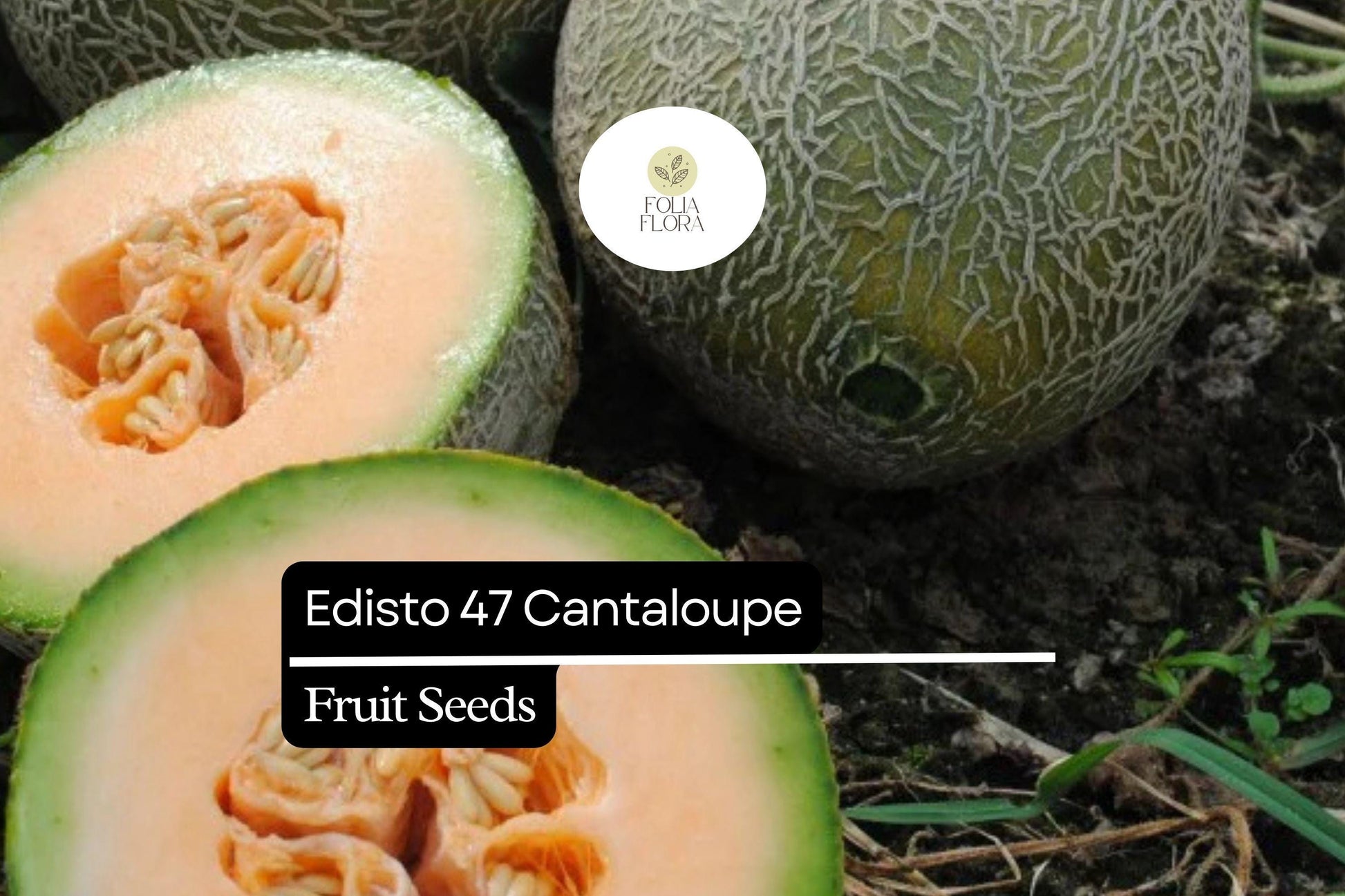Edisto 47 Cantaloupe Seeds - 20 Seeds, Sweet Heat-Tolerant Heirloom Melon, Cucumis melo, Golden-Orange Flesh