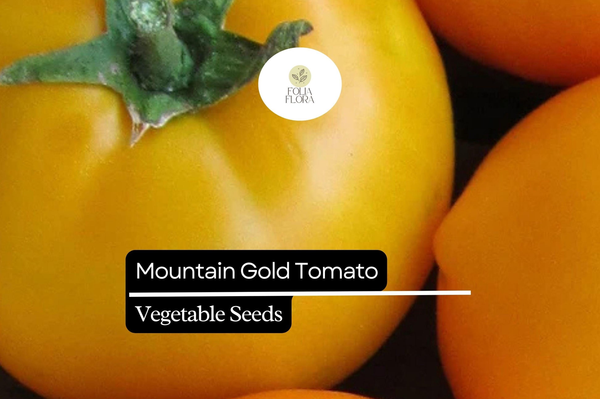 Mountain Gold Tomato Seeds - 10 Pack - Golden Yellow Slicing Variety - Solanum lycopersicum - Disease Resistant & Flavorful