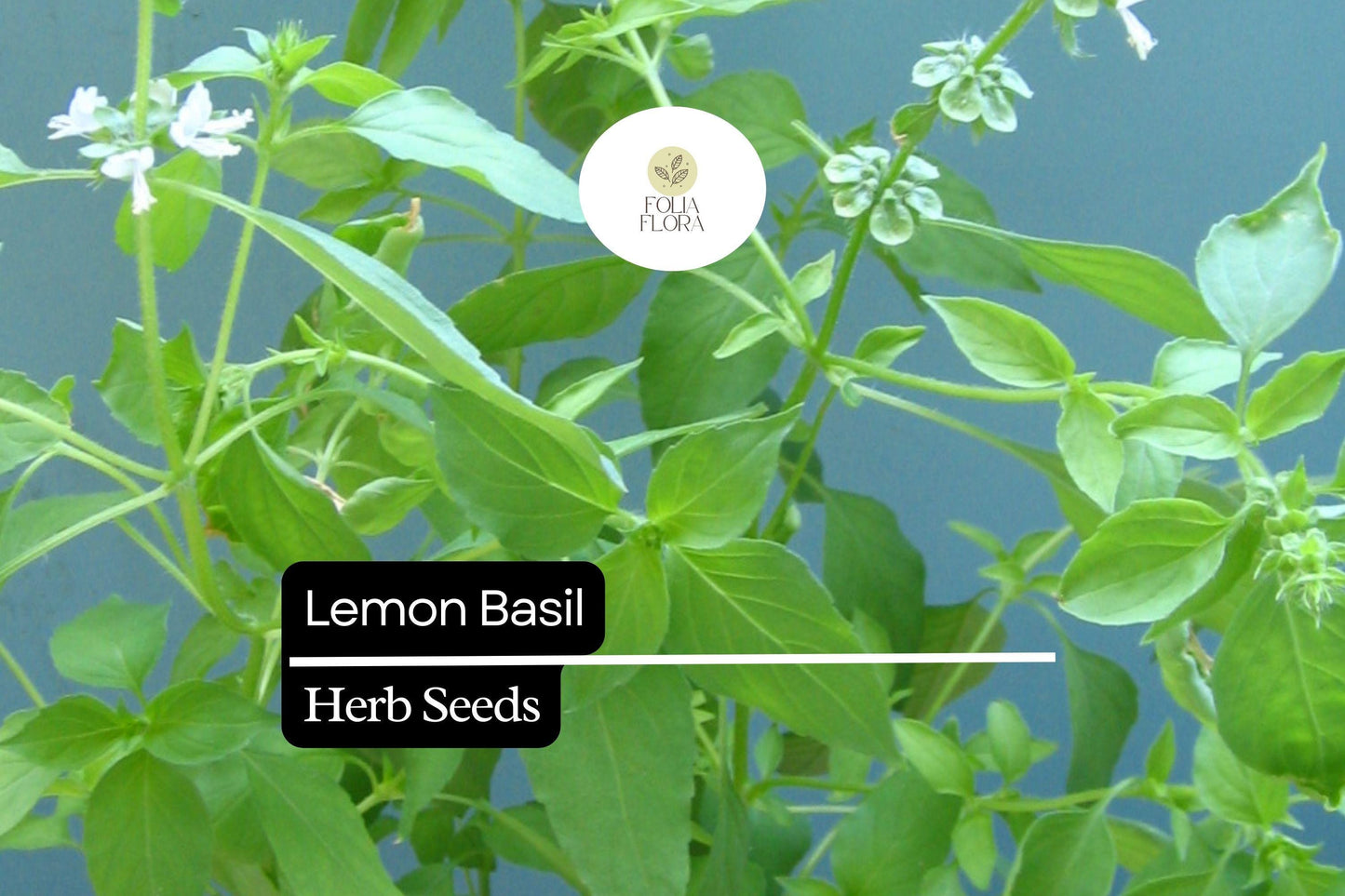 Lemon Basil Seeds (1000 Seeds) - Fragrant Culinary Herb, Ocimum basilicum var. citriodora, Ideal for Teas, Salads, and Pollinator Gardens