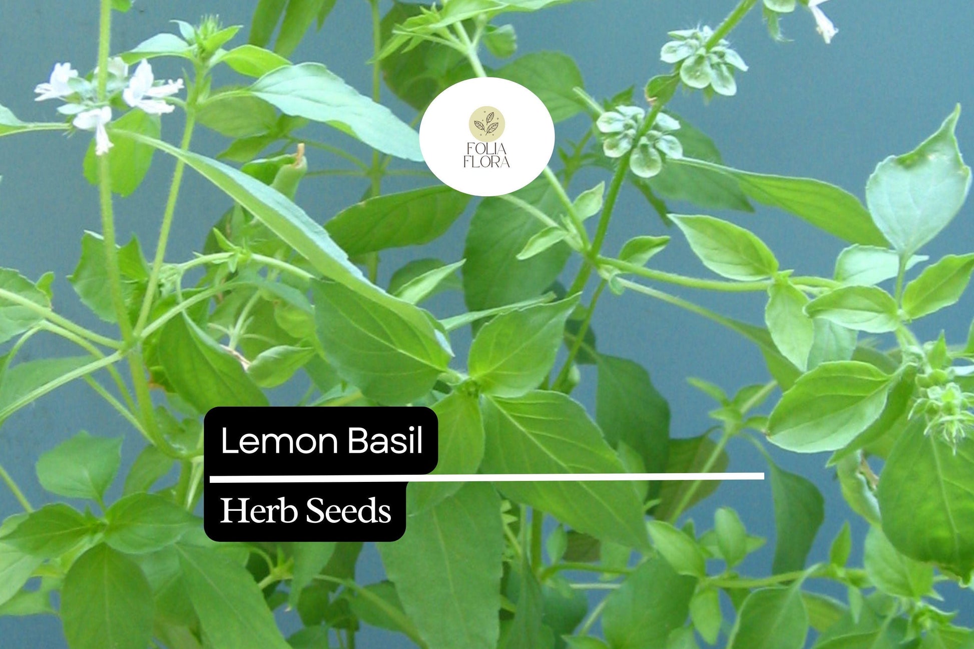Lemon Basil Seeds (1000 Seeds) - Fragrant Culinary Herb, Ocimum basilicum var. citriodora, Ideal for Teas, Salads, and Pollinator Gardens