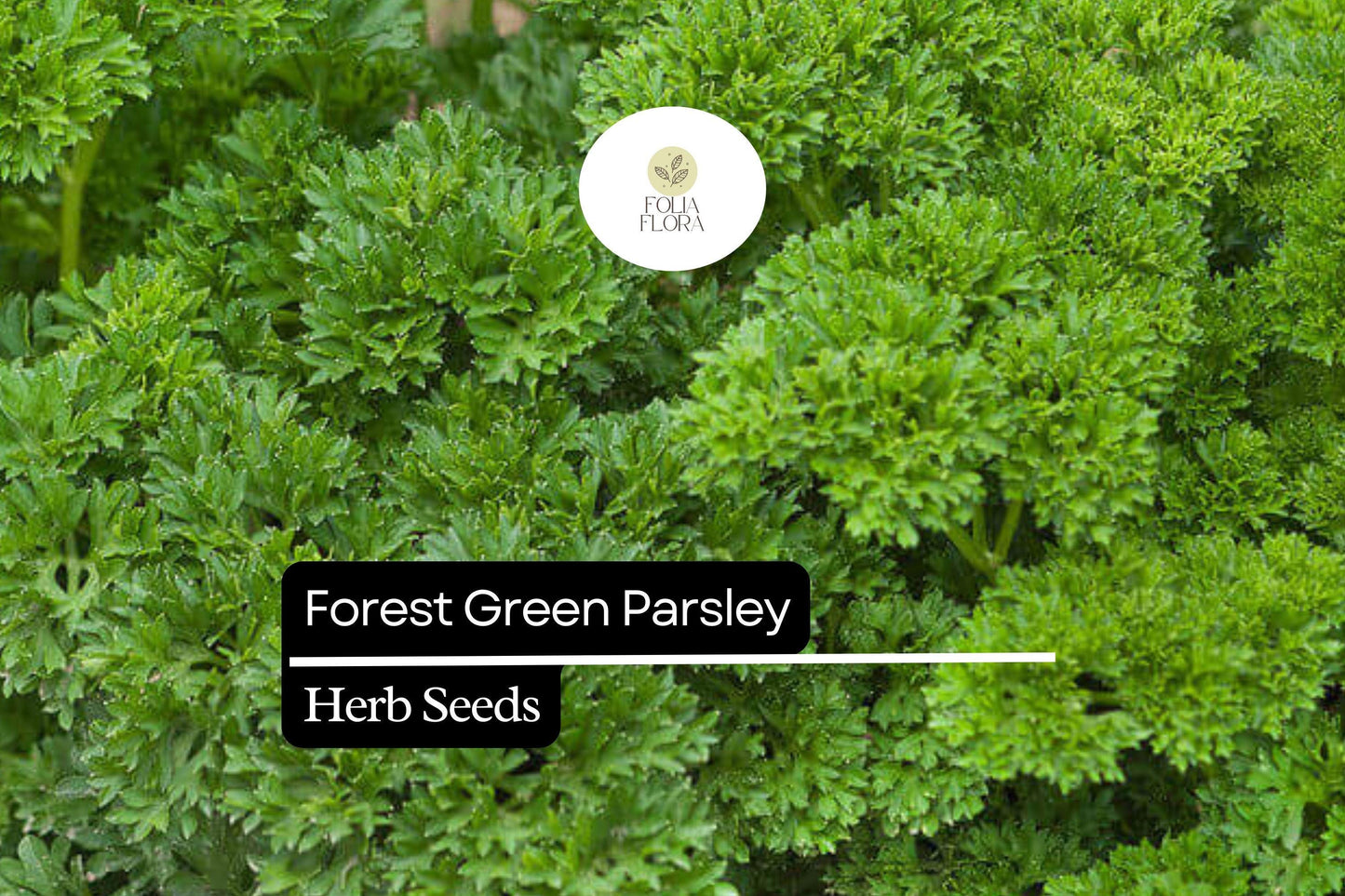 600 Seeds Forest Green Parsley Petroselinum crispum Aromatic Culinary Herb Edible Garden Plant Tightly Curled Deep Green Leaves