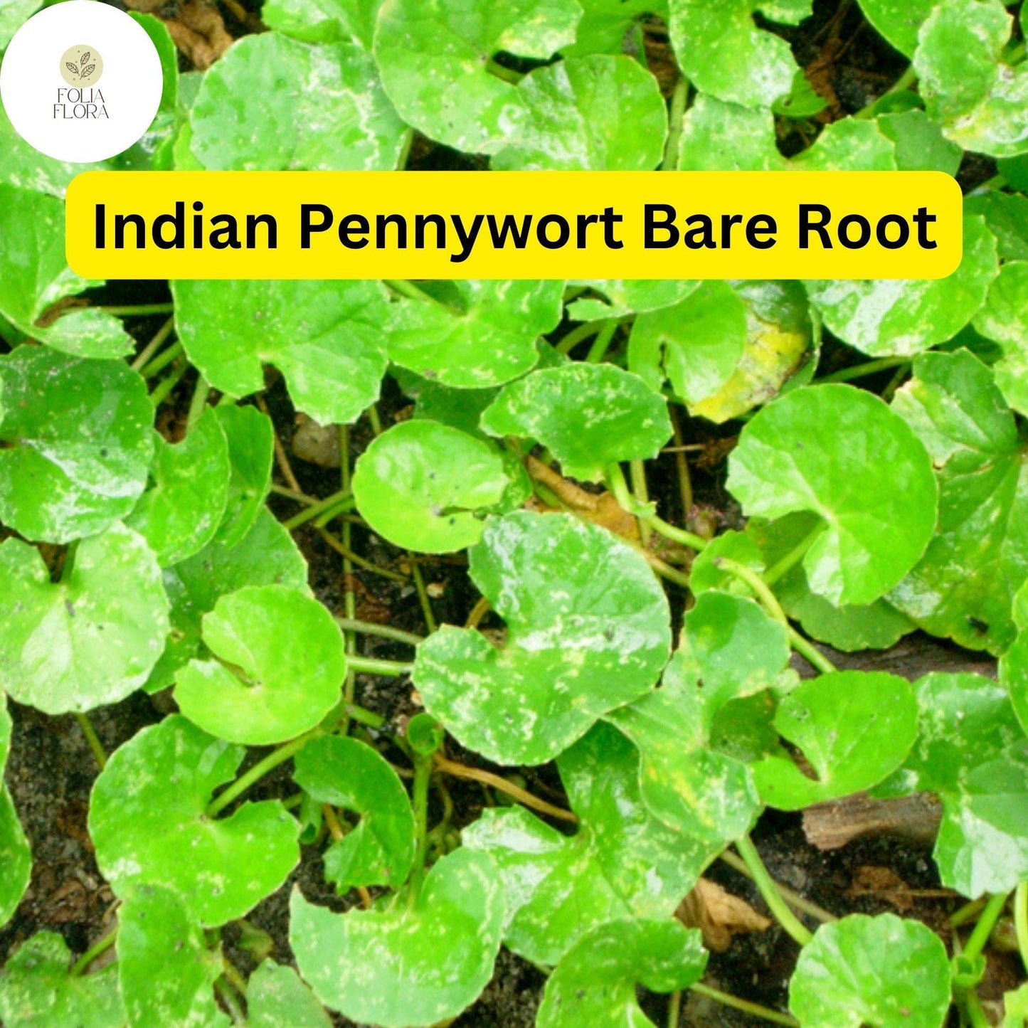 10 Bare Root Indian Pennywort Plants, Centella asiatica, Edible Ground Cover, Fast-Growing Herb, Vibrant Green Foliage