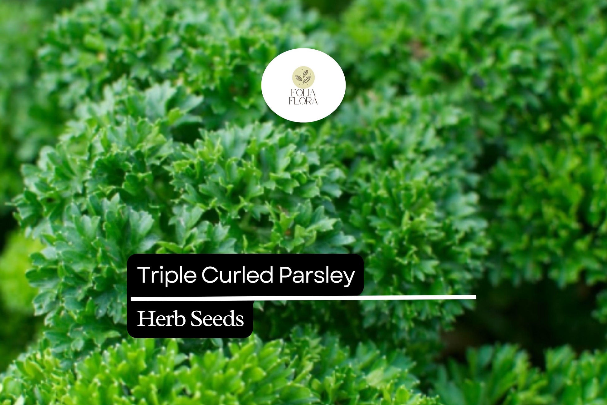 Triple Curled Parsley Seeds - Flavorful Herb for Cooking & Ornamental Use - Petroselinum crispum - Compact Vibrant Green Leaves