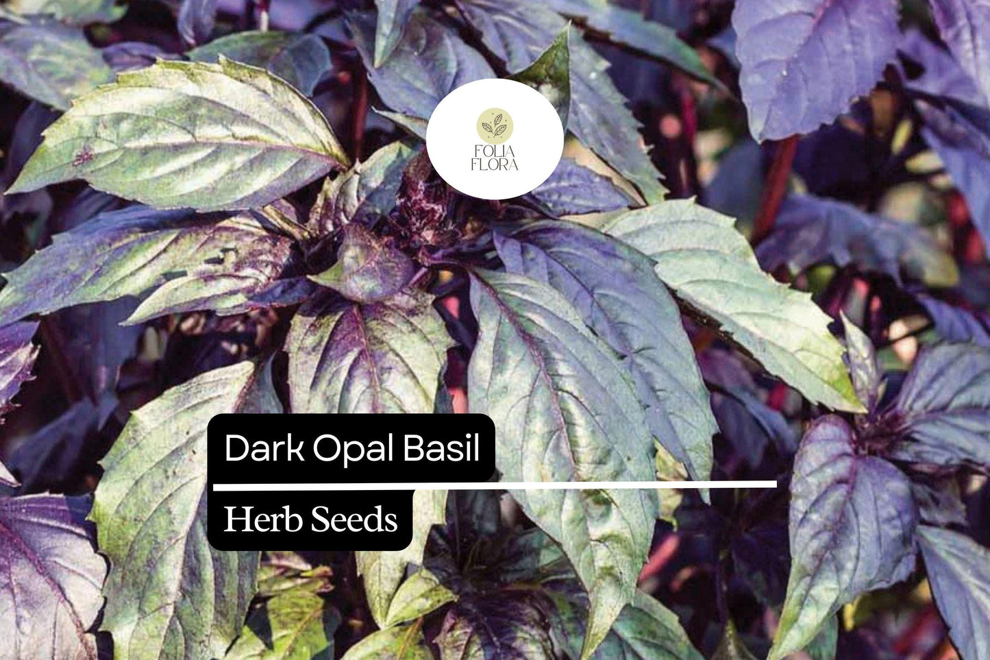 Dark Opal Basil Seeds - 1000 Count - Purple Aromatic Herb for Cooking & Gardens - Ocimum basilicum