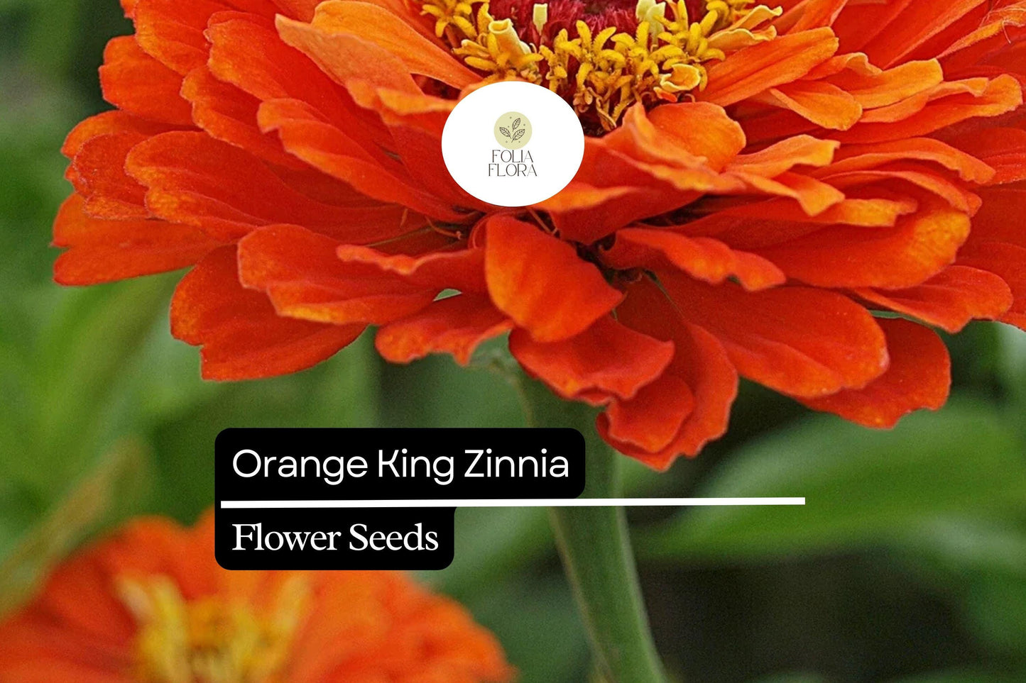 Orange King Zinnia Seeds - Bright Orange Blooms for Summer Gardens - Zinnia elegans - Pollinator-Friendly, Easy to Grow