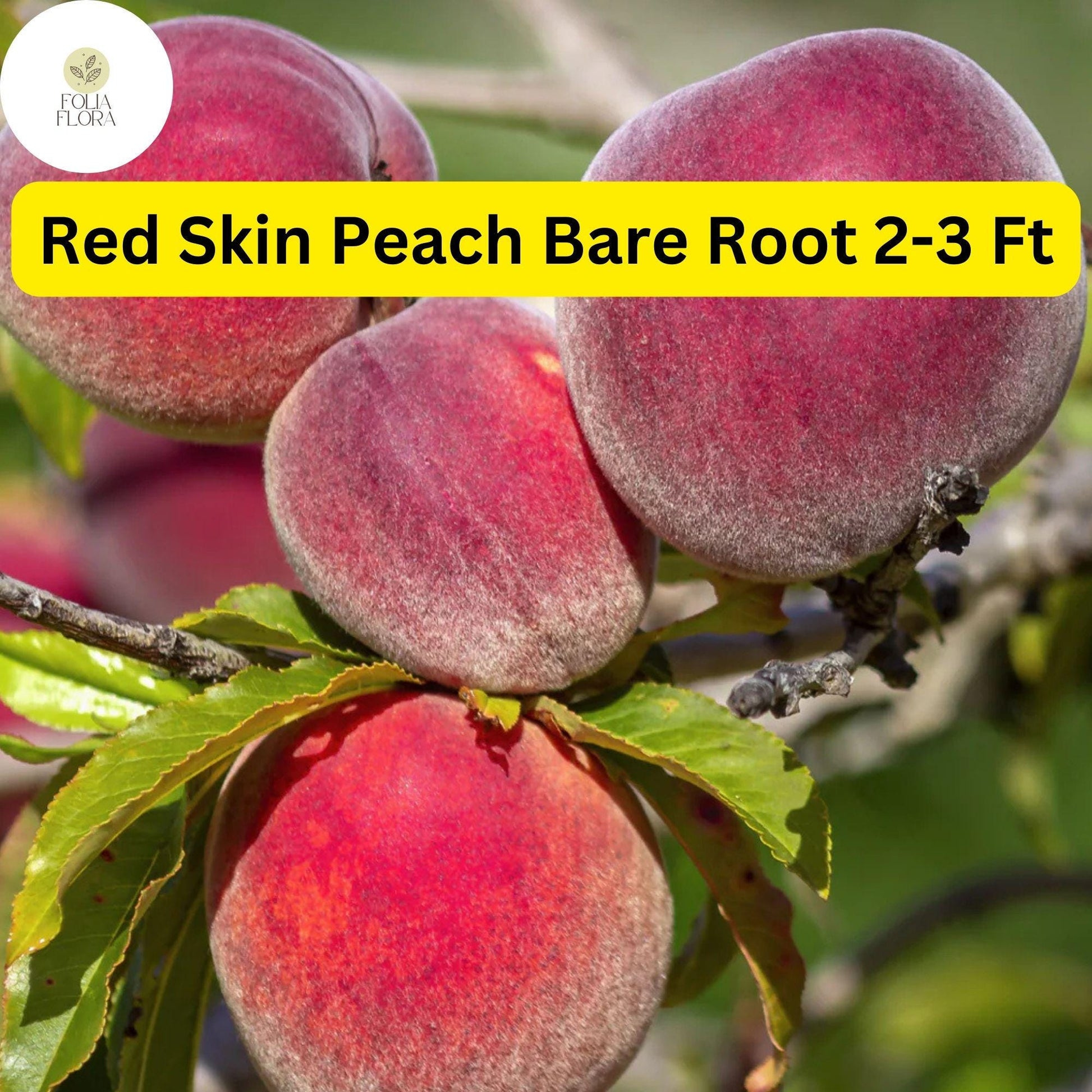Red Skin Peach Tree - 2-3 Ft Live Fruit Tree, Sweet Red Skin Peaches, Perfect for Gardens, Prunus persica