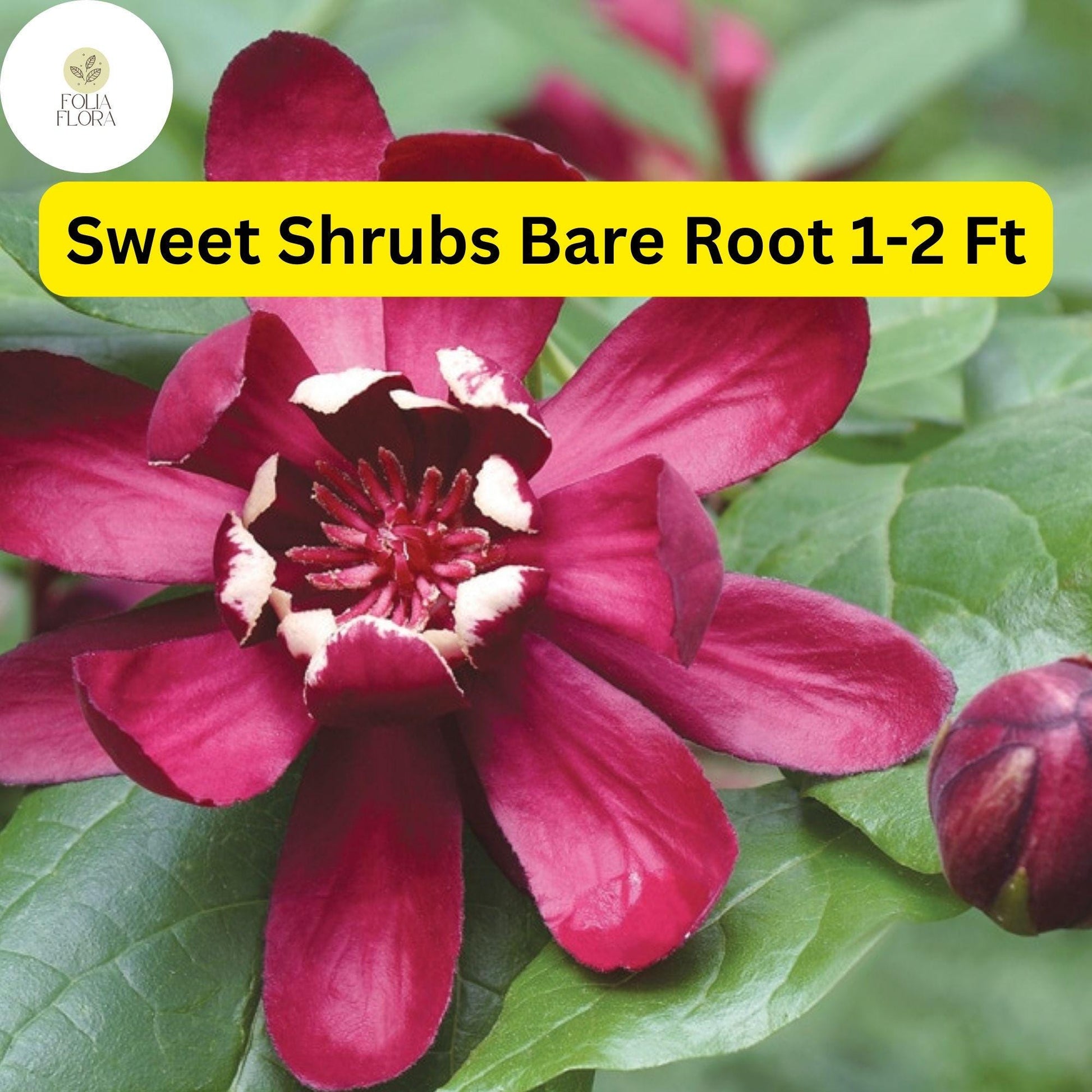 Bare Root Sweet Shrub - 2 Live Flowering Plants, Fragrant Red-Brown Flowers, Calycanthus floridus, Attracts Pollinators
