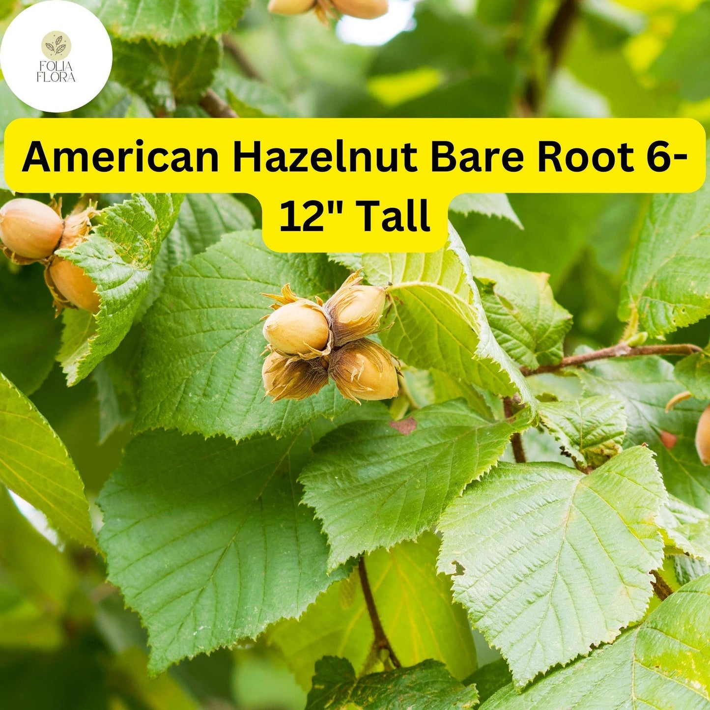 2 Bare Root American Hazelnut Trees, 6-12" Tall, Edible Nuts, Corylus americana, Wildlife-Friendly, Easy to Grow