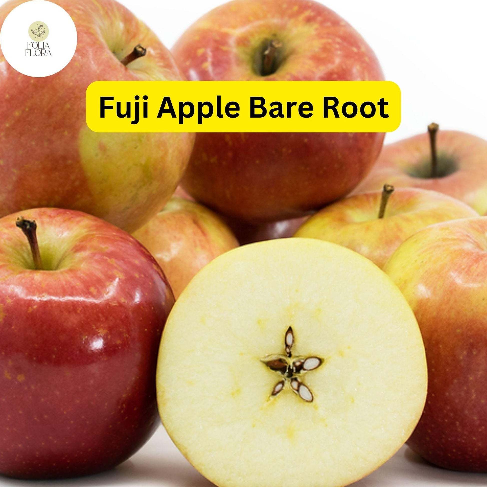 Live Fuji Apple Tree 2-3 Ft Bare Root, Sweet Juicy Apples, Malus domestica for Home Gardens, Edible Landscaping