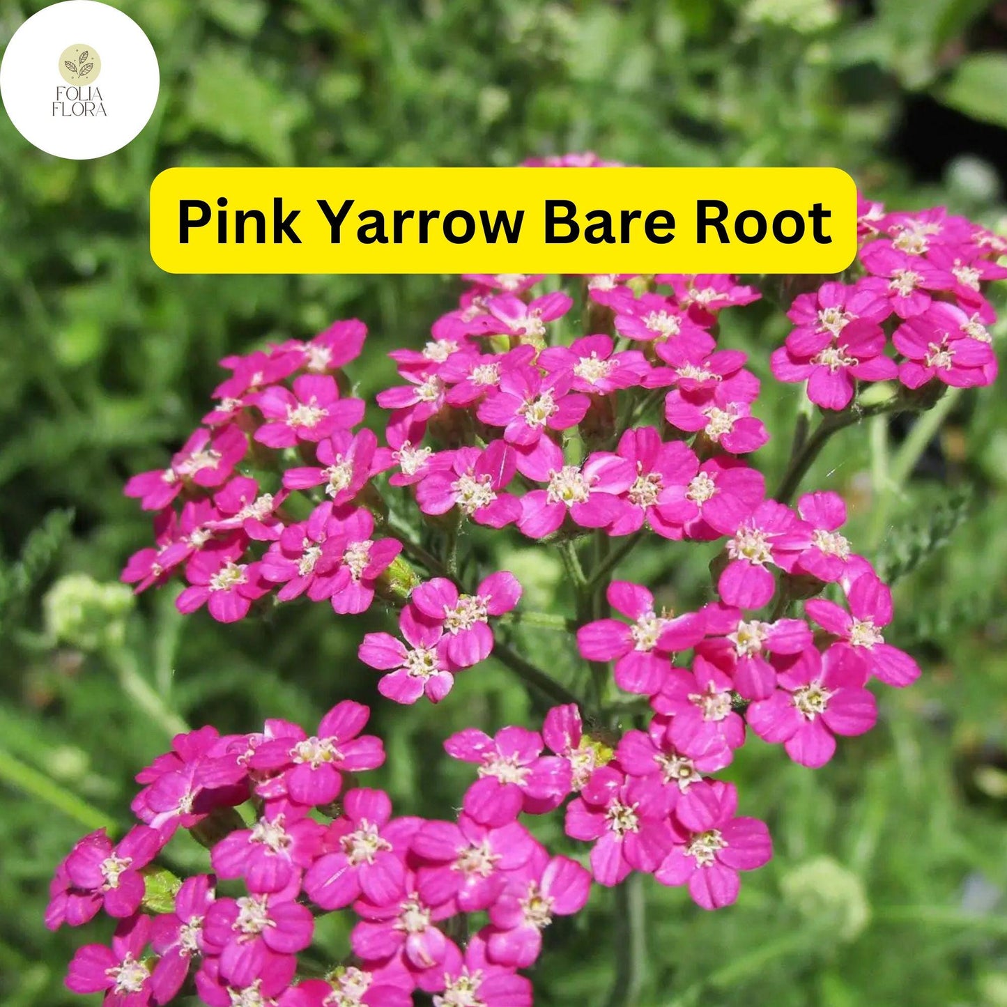 Pretty Pink Yarrow Bare Root Perennial Plant - Achillea Millefolium, Drought-Tolerant, Pollinator-Friendly Garden Flower