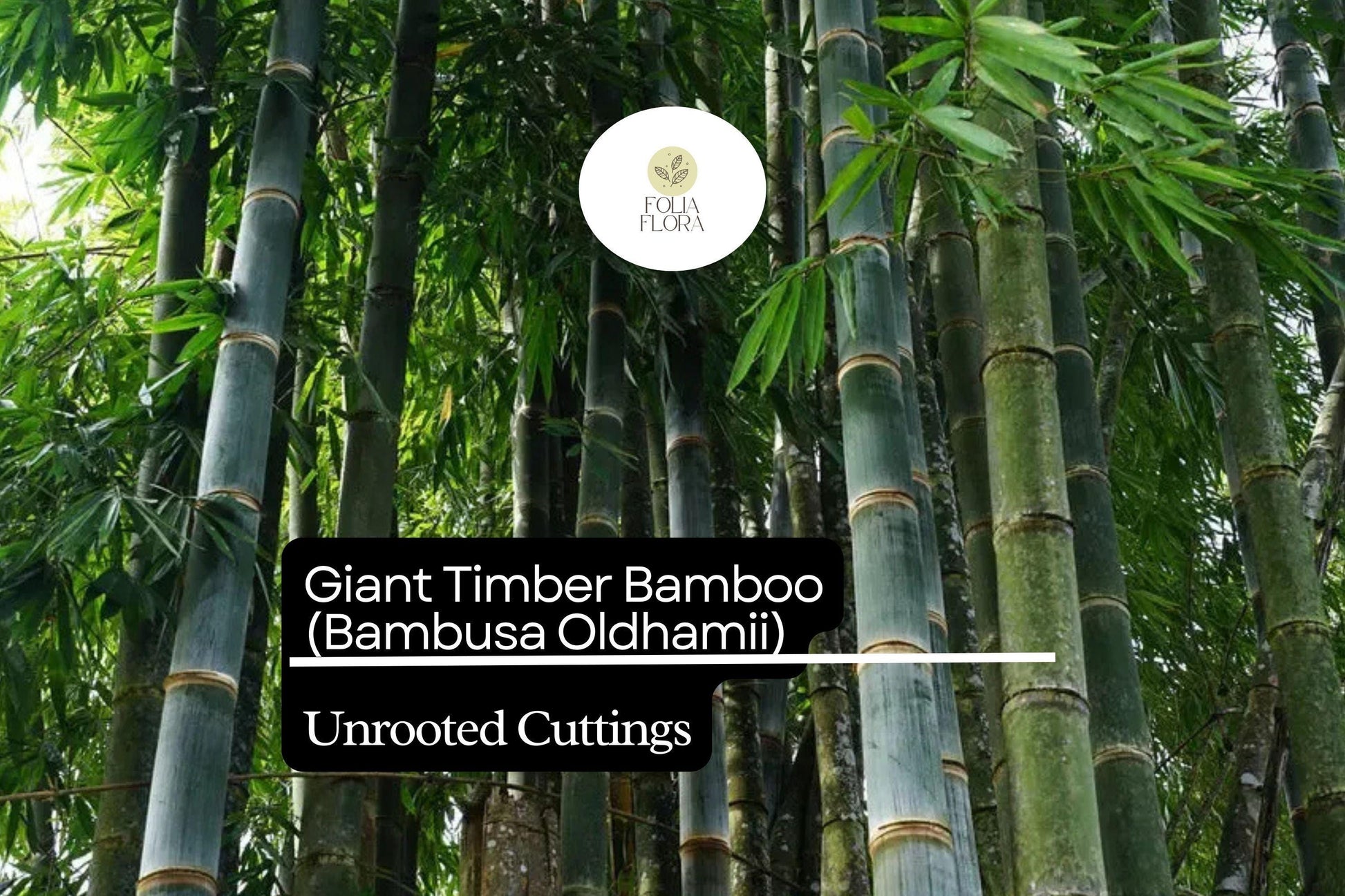 Giant Timber Bamboo Cuttings - Bambusa oldhamii - Fast-Growing Privacy Screen - Non-Invasive Green Foliage - Ideal for Landscaping