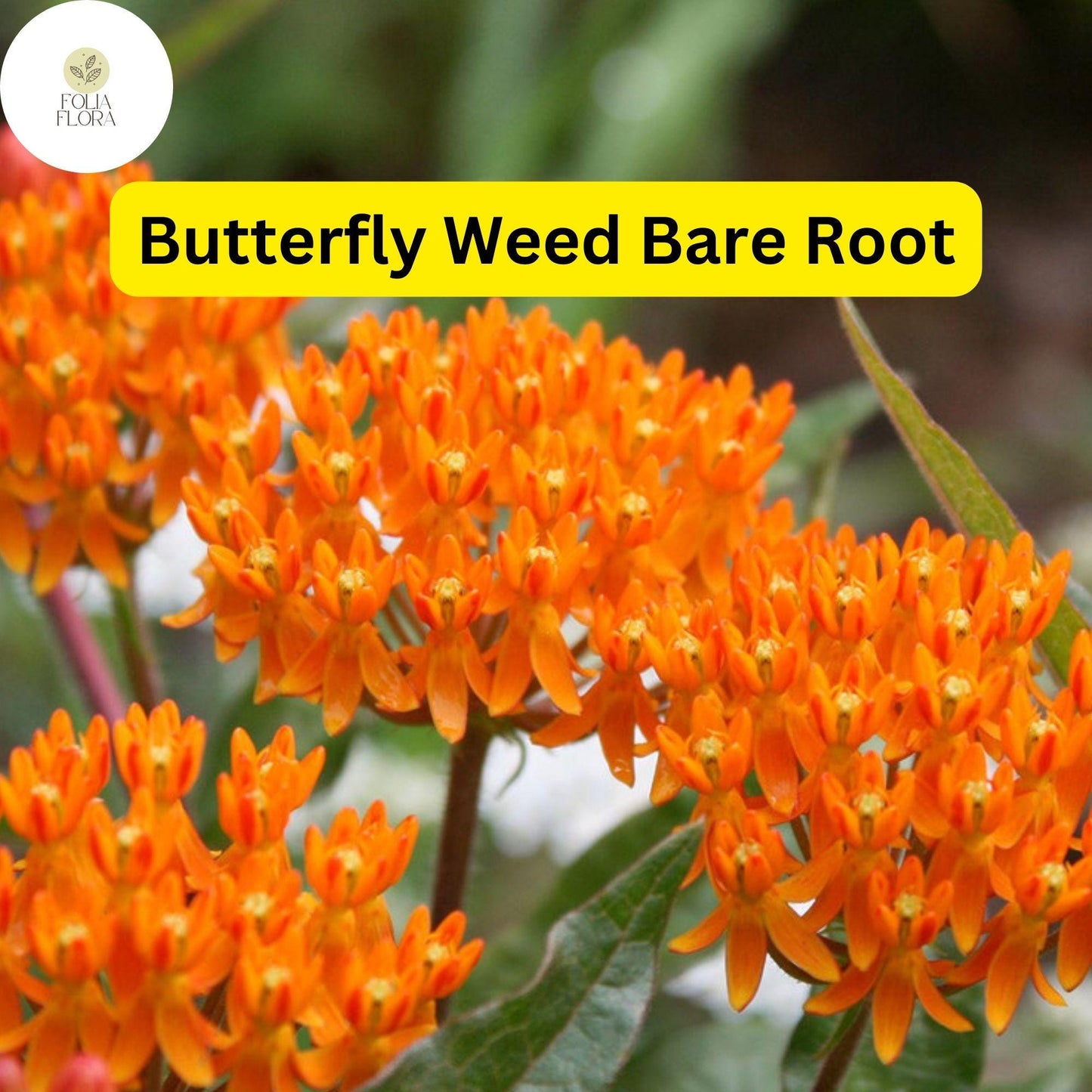 10 Butterfly Weed Plants, Bare Root Perennials, Bright Orange Blooms, Asclepias tuberosa, Pollinator-Friendly, Monarch Host Plant