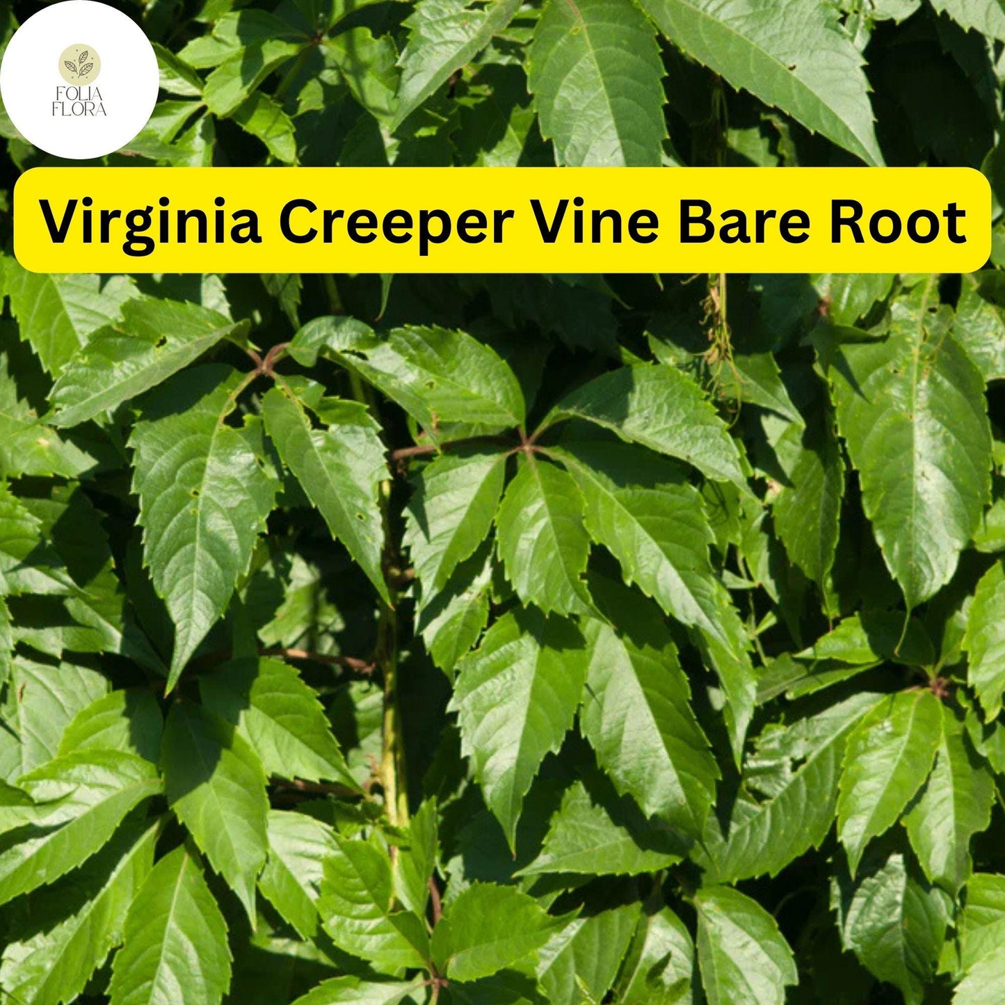 10 Virginia Creeper Vines, Bare Root Perennials, Fast-Growing Climber, Parthenocissus quinquefolia - Green to Red Foliage