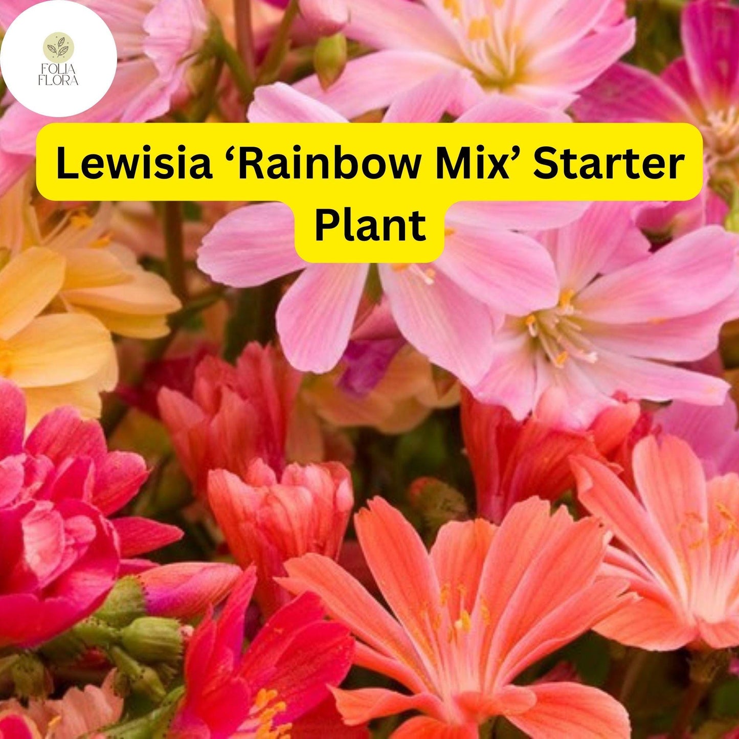 Lewisia 'Rainbow Mix' Live Starter Plant, Hardy Succulent with Colorful Blooms, Ideal for Rock Gardens and Containers