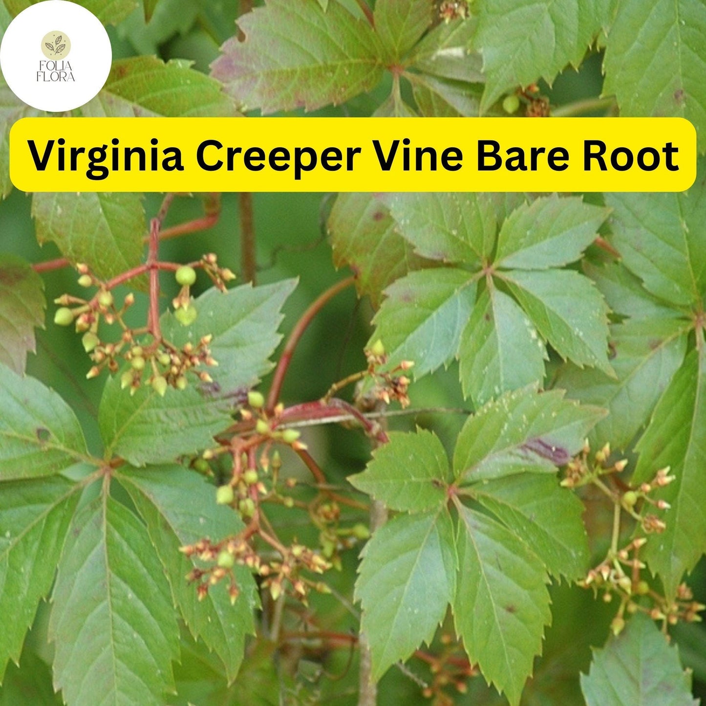5 Virginia Creeper Vines, Bare Root Perennials, Fast-Growing Climber, Parthenocissus quinquefolia, Green & Red Foliage