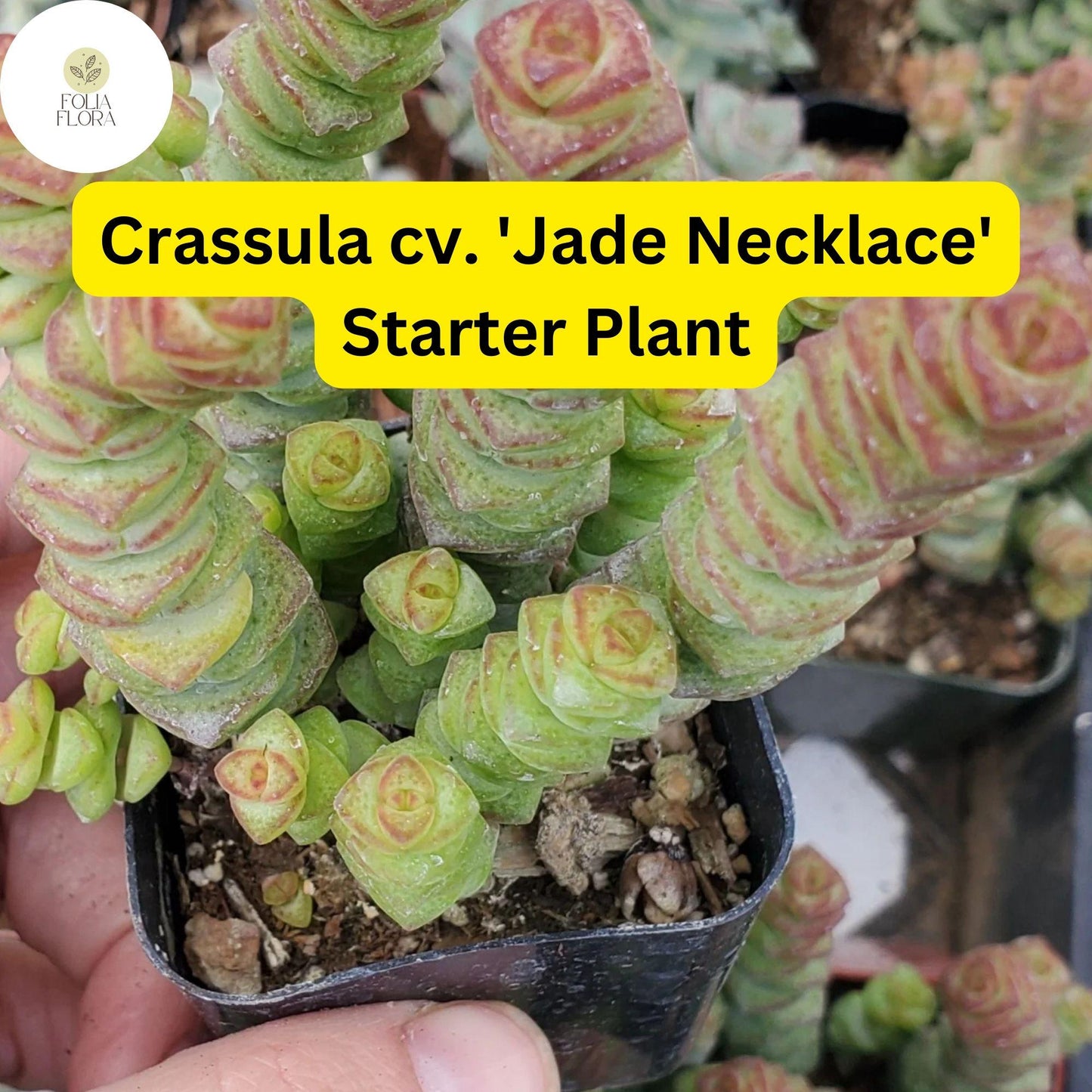 Rare Jade Necklace Succulent, 2'' Pot, Crassula cv. 'Jade Necklace', Easy Care Plant, Green Leaves with Red Edges