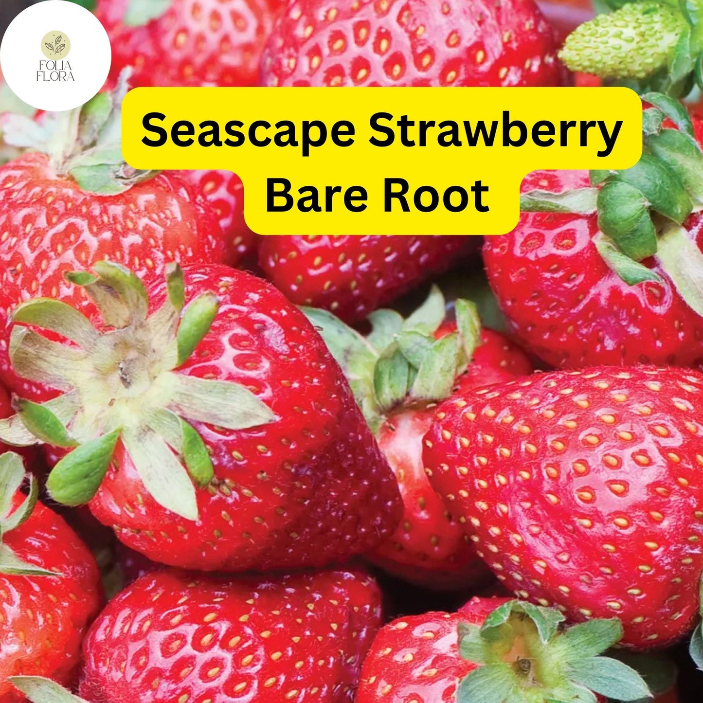 Everbearing Strawberry Plants - 15 Bare Roots Seascape Variety - Sweet Juicy Berries - Ideal for Zones 4-9 - Fragaria x ananassa
