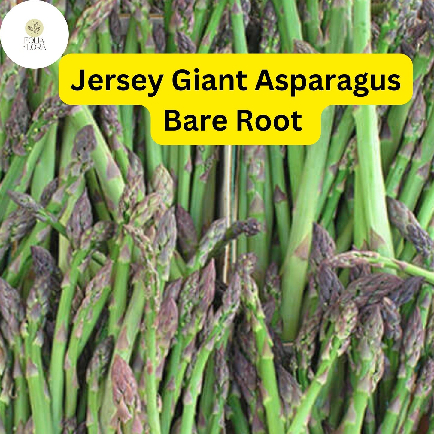 Jersey Giant Asparagus Bare Root Plants Bundle of 10 - 2-Year Crowns, High-Yield Perennial, Asparagus officinalis, Green Spears
