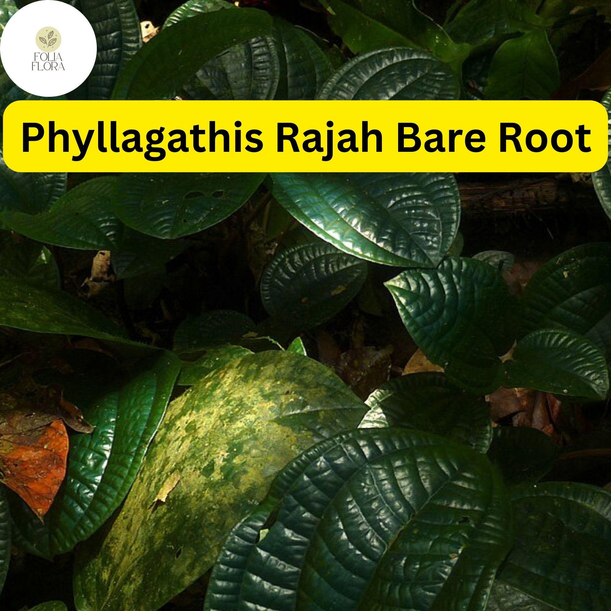 Live Bare Root Phyllagathis rajah Plant, Rare Tropical Foliage for Terrariums, Exotic Indoor Garden, Unique Houseplant