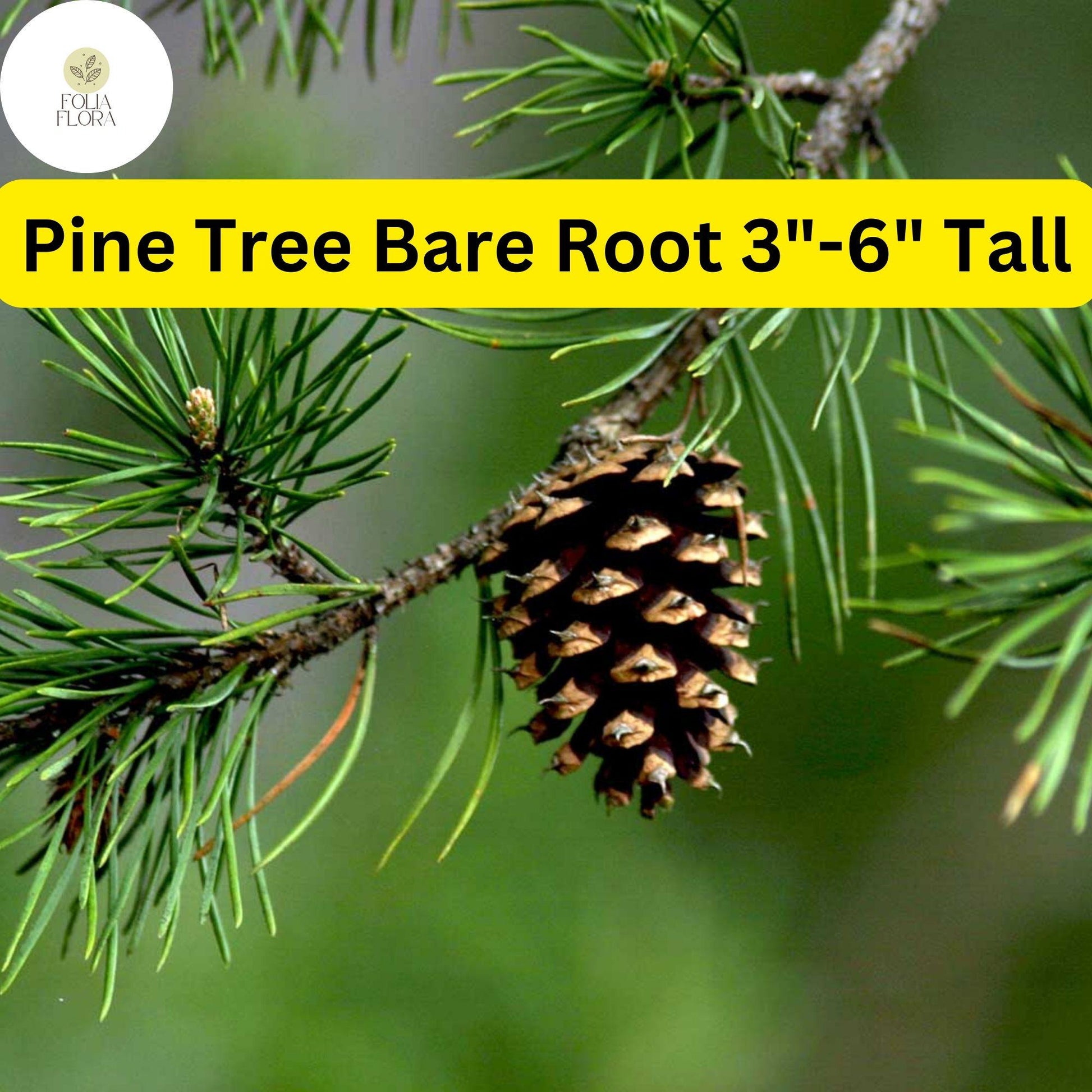 10 Bare Root Pine Tree Seedlings 3"-6" Tall, Fast-Growing Wild Pines for Landscaping, Reforestation, Eco-Friendly Solutions