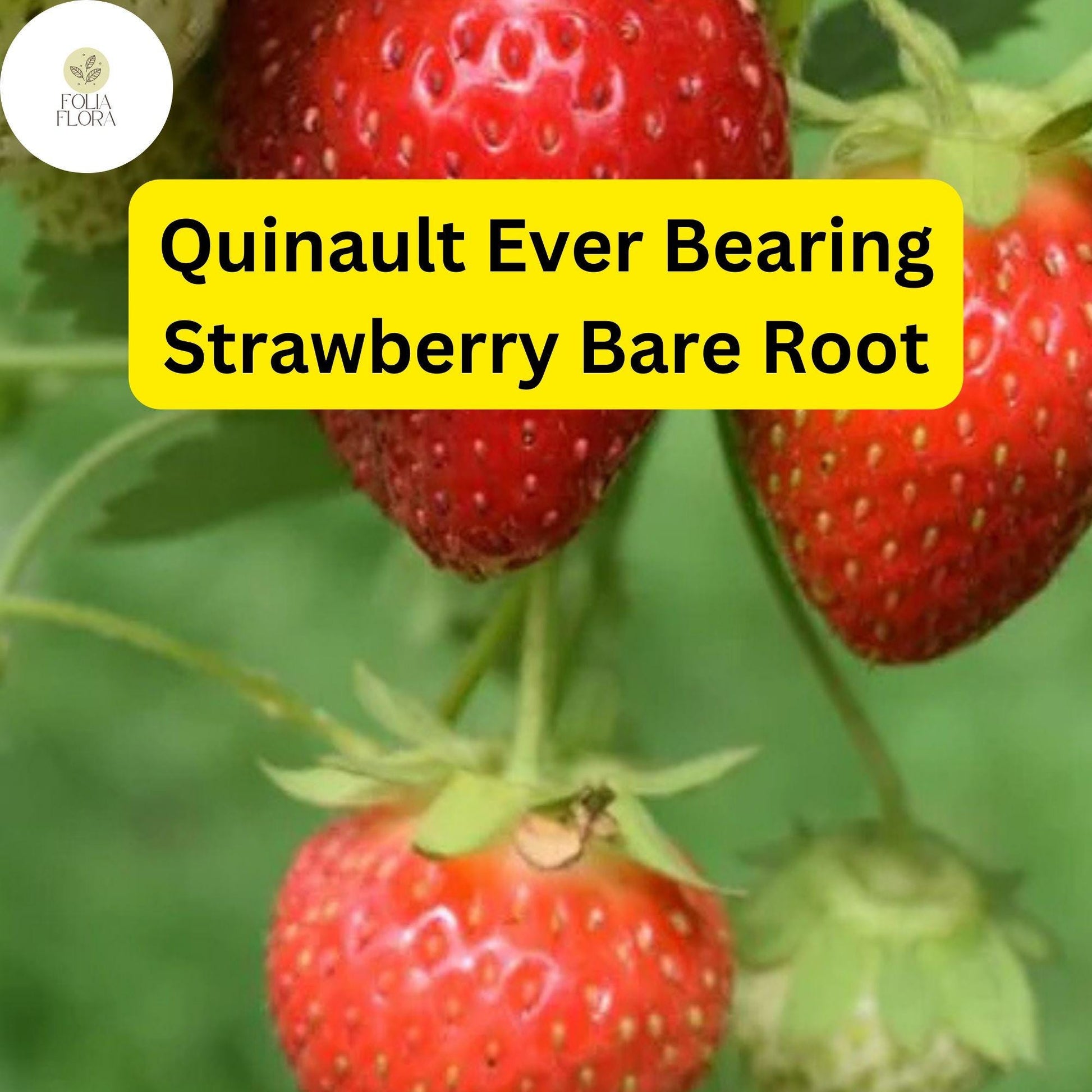 Everbearing Strawberry Plants - 25 Bare-Root Quinault (Fragaria × ananassa) - Sweet, High-Yielding, Easy to Grow