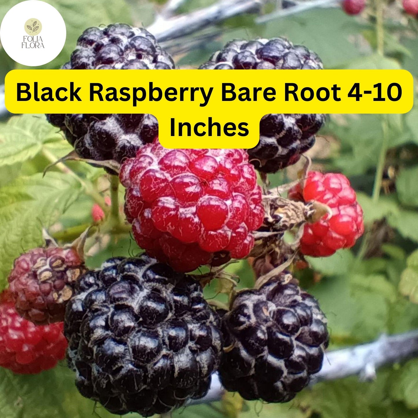 Mysore Black Raspberry Plant, Live Bare Root Starter (4-10 Inches), Edible Fruit, Rubus niveus, Fast-Growing, Pollinator-Friendly