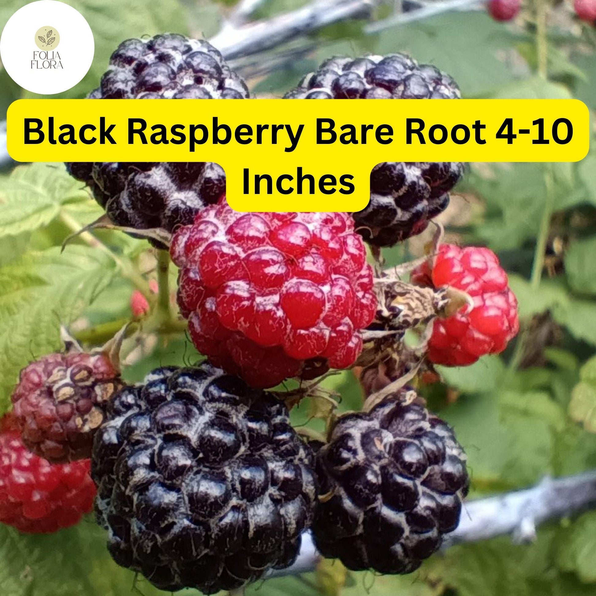 Mysore Black Raspberry Plant, Live Bare Root Starter (4-10 Inches), Edible Fruit, Rubus niveus, Fast-Growing, Pollinator-Friendly