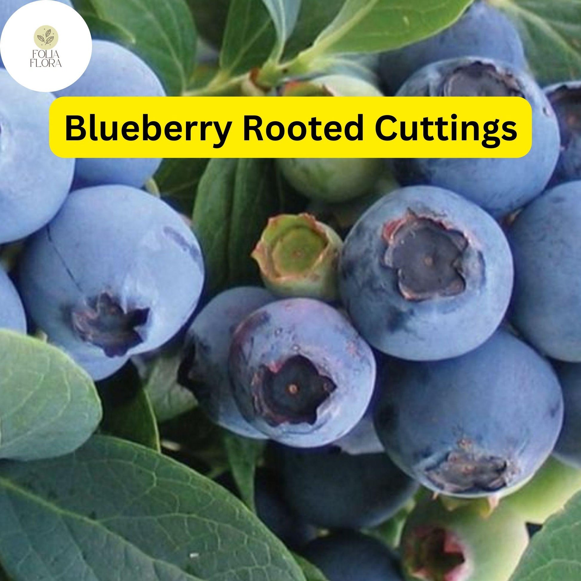 Blueberry Plant Starter - Live Bare Root Cutting, Edible Fruit Bush (Vaccinium spp.), Easy to Grow for Home Gardens