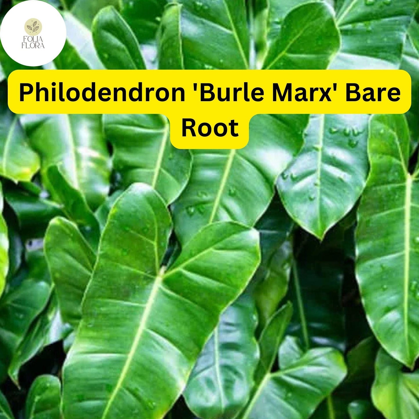 Philodendron 'Burle Marx' Live Plant, Bare Root Tropical Houseplant, Glossy Green Foliage, Easy Care Indoor Plant