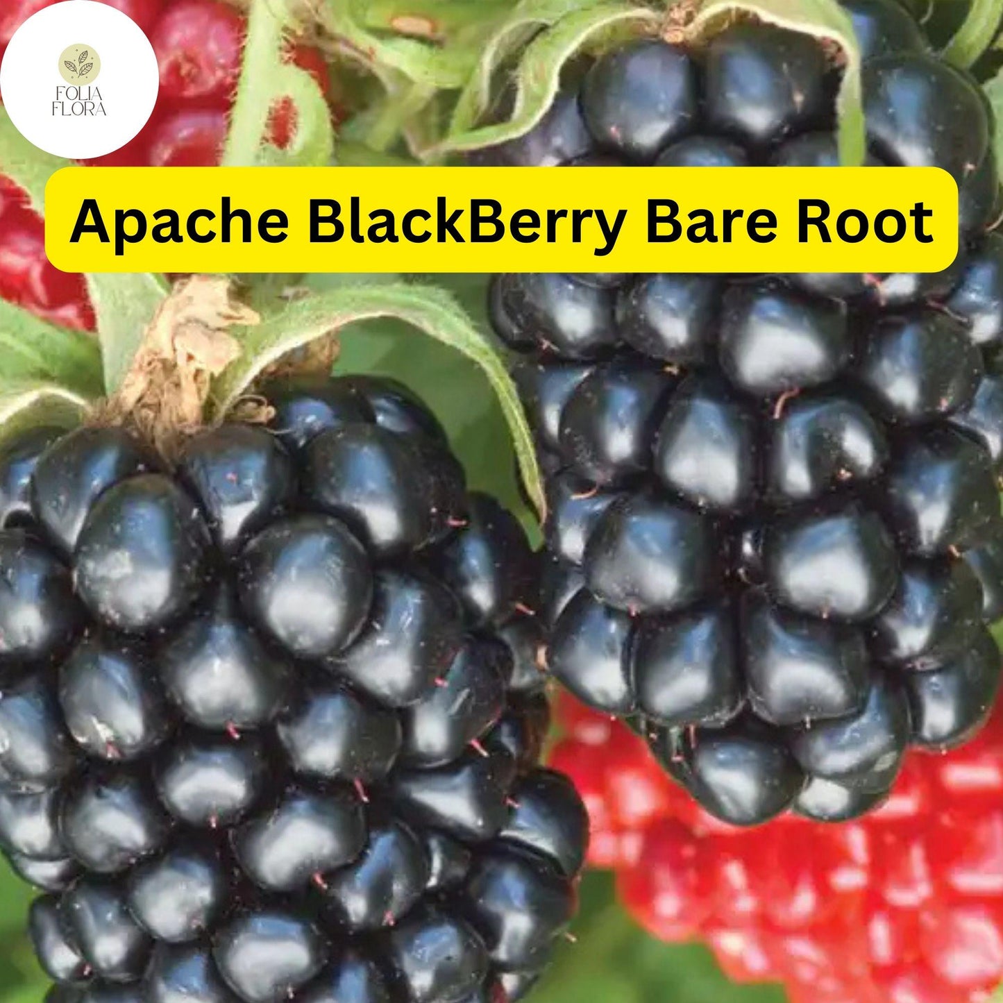 Live Bare Root Apache Thornless Blackberry Plant, Rubus, High-Yield Fruit Producer, Easy to Grow, Thornless Canes