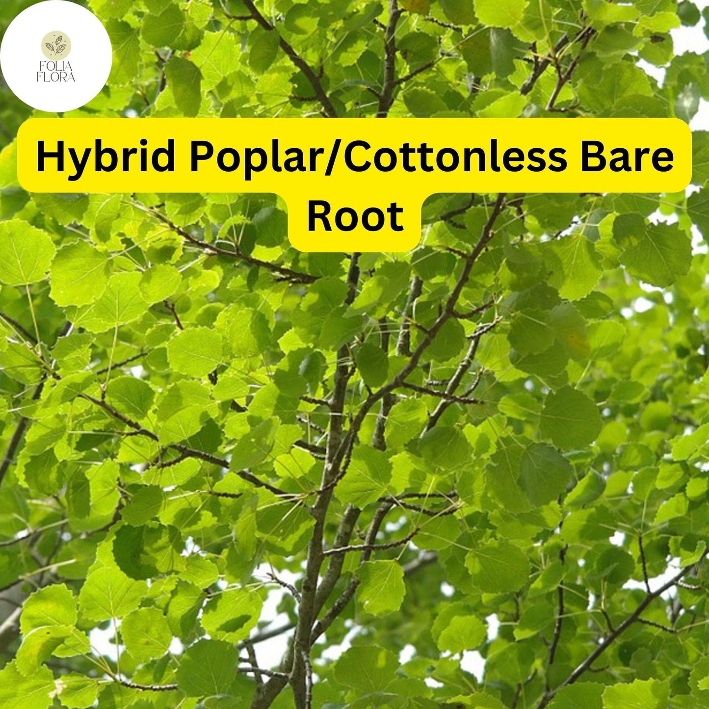 Live Hybrid Poplar Tree 2-3 Feet Cottonless Cottonwood Fast-Growing Shade Tree (Populus deltoides x Populus nigra)