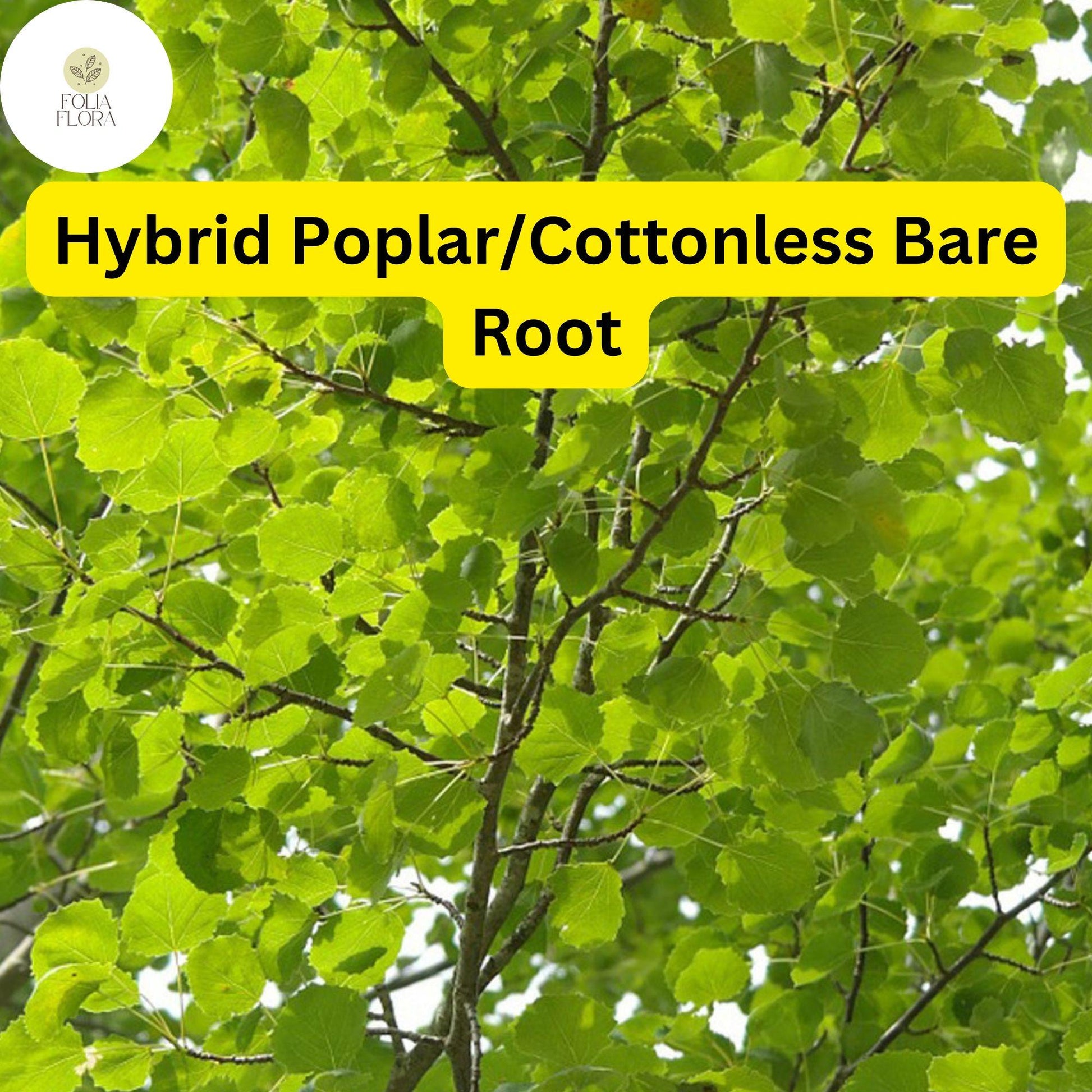 Live Hybrid Poplar Tree 2-3 Feet Cottonless Cottonwood Fast-Growing Shade Tree (Populus deltoides x Populus nigra)