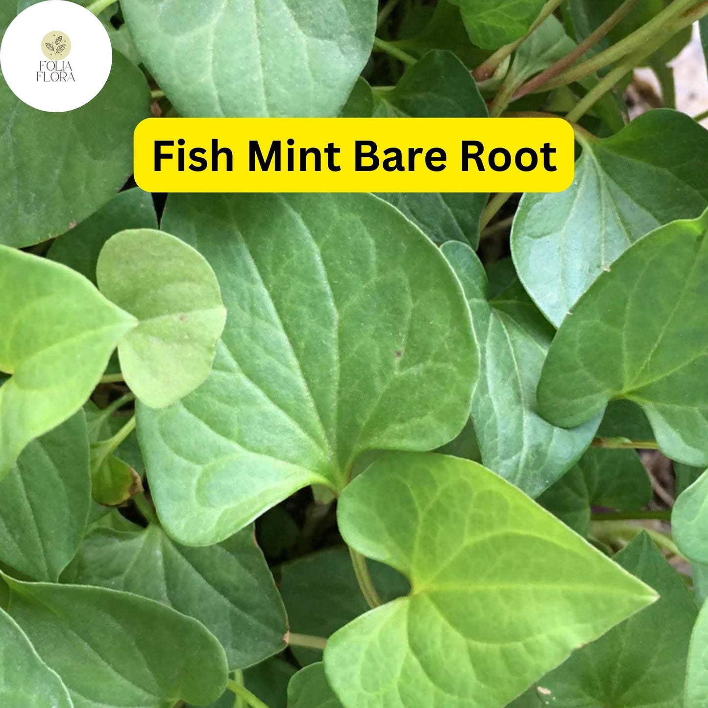 10 Live Fish Mint Plants - Houttuynia cordata - Bare Root Perennial Herb - Edible Ground Cover with Colorful Foliage