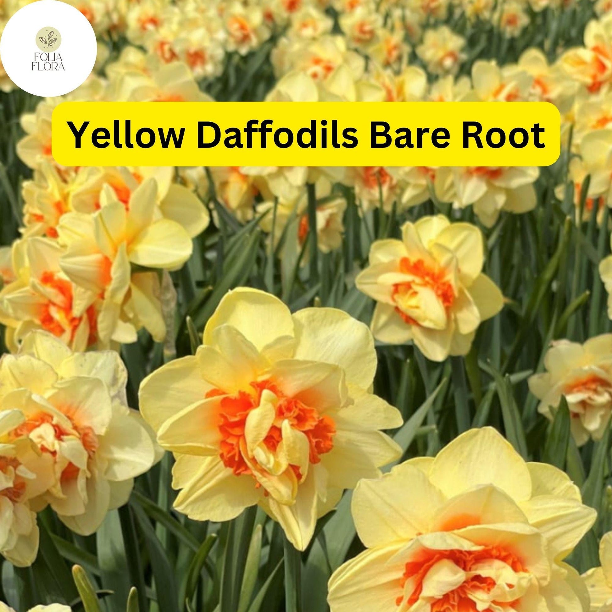 20 Live Bare Root Yellow Daffodils, Perennial Flowers, Narcissus Bulbs - Bright Spring Blooms for Gardens and Meadows