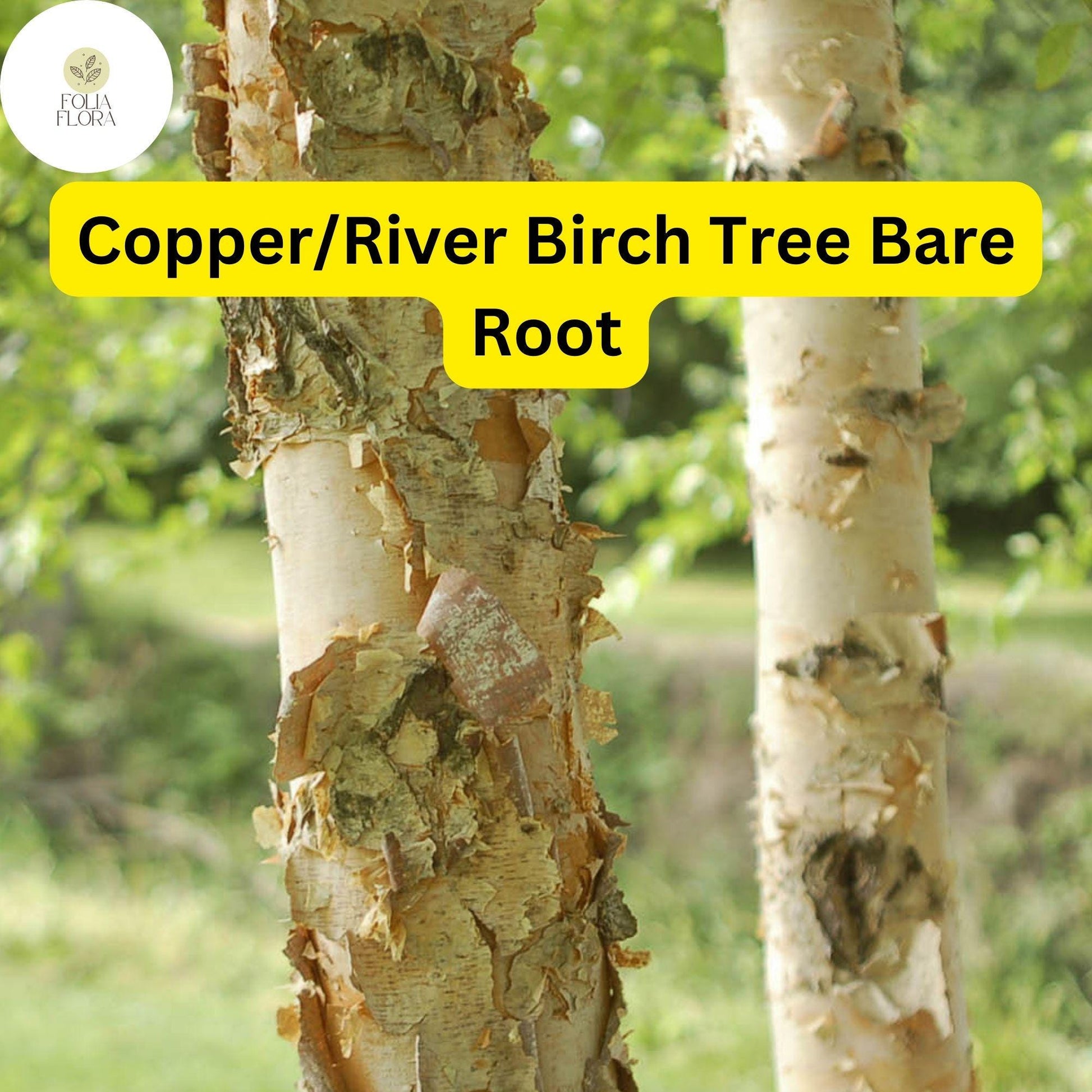 Live Copper River Birch Tree 2-3 Ft Betula nigra | Ornamental Shade Tree with Peeling Bark for Gardens & Erosion Control