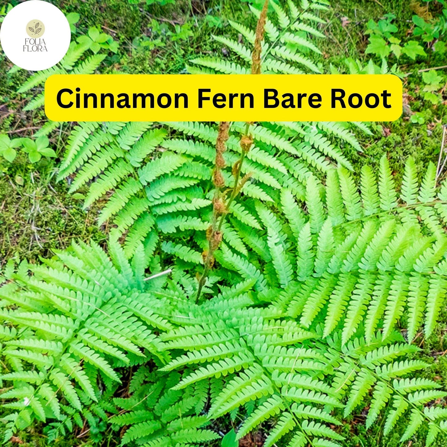 Cinnamon Fern Bare Root Plants (3 Small) - Hardy Perennial, Shade Garden, Osmunda cinnamomea, Green Fronds with Cinnamon Spikes