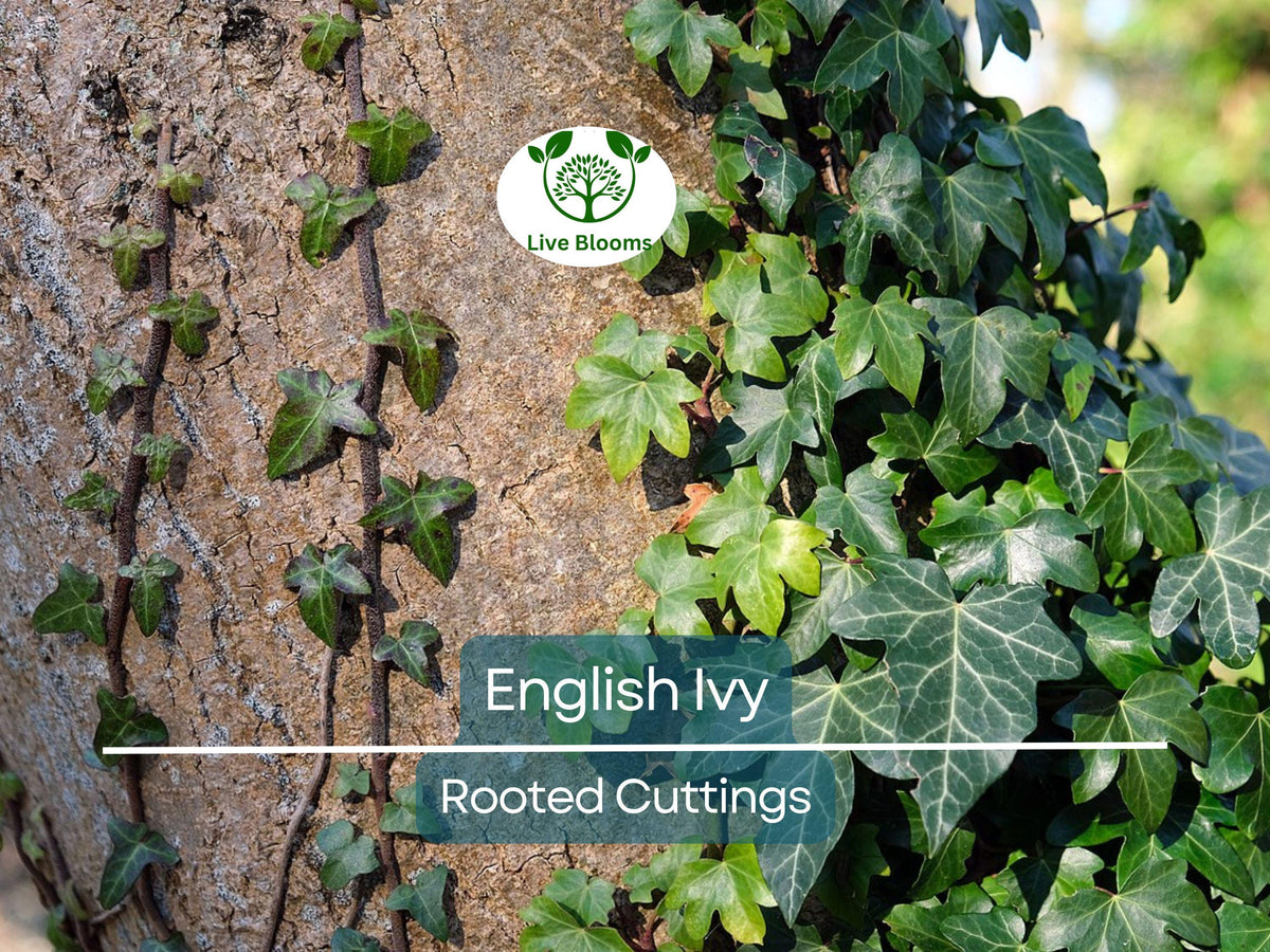 5 English Ivy Bare Root Plants 3" - Hedera helix for Ground Cover, Living Fence, Patio Greenery, Lawn & Garden Vines