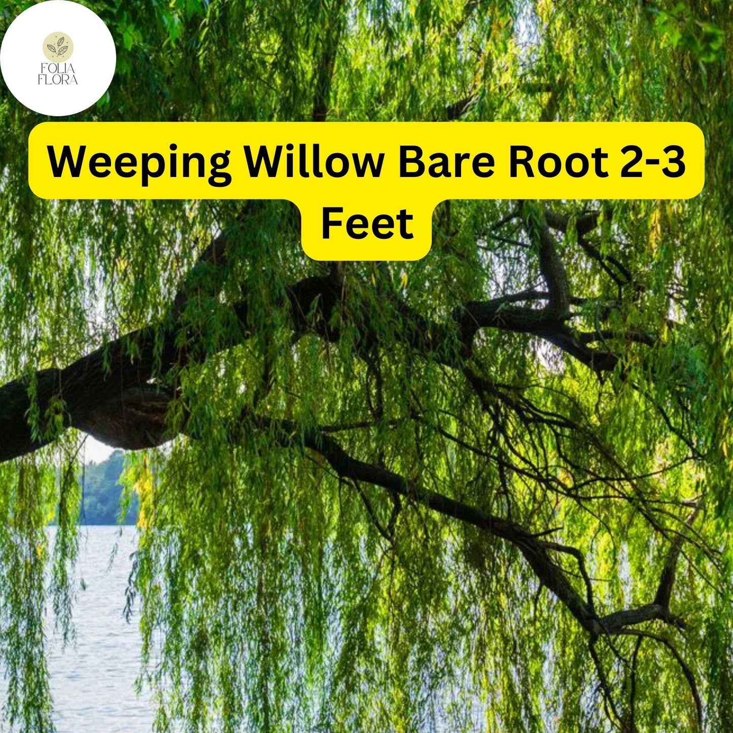 Weeping Willow Tree Bare Root 2-3 Feet Fast-Growing Ornamental Salix babylonica - Ideal for Shade & Landscaping