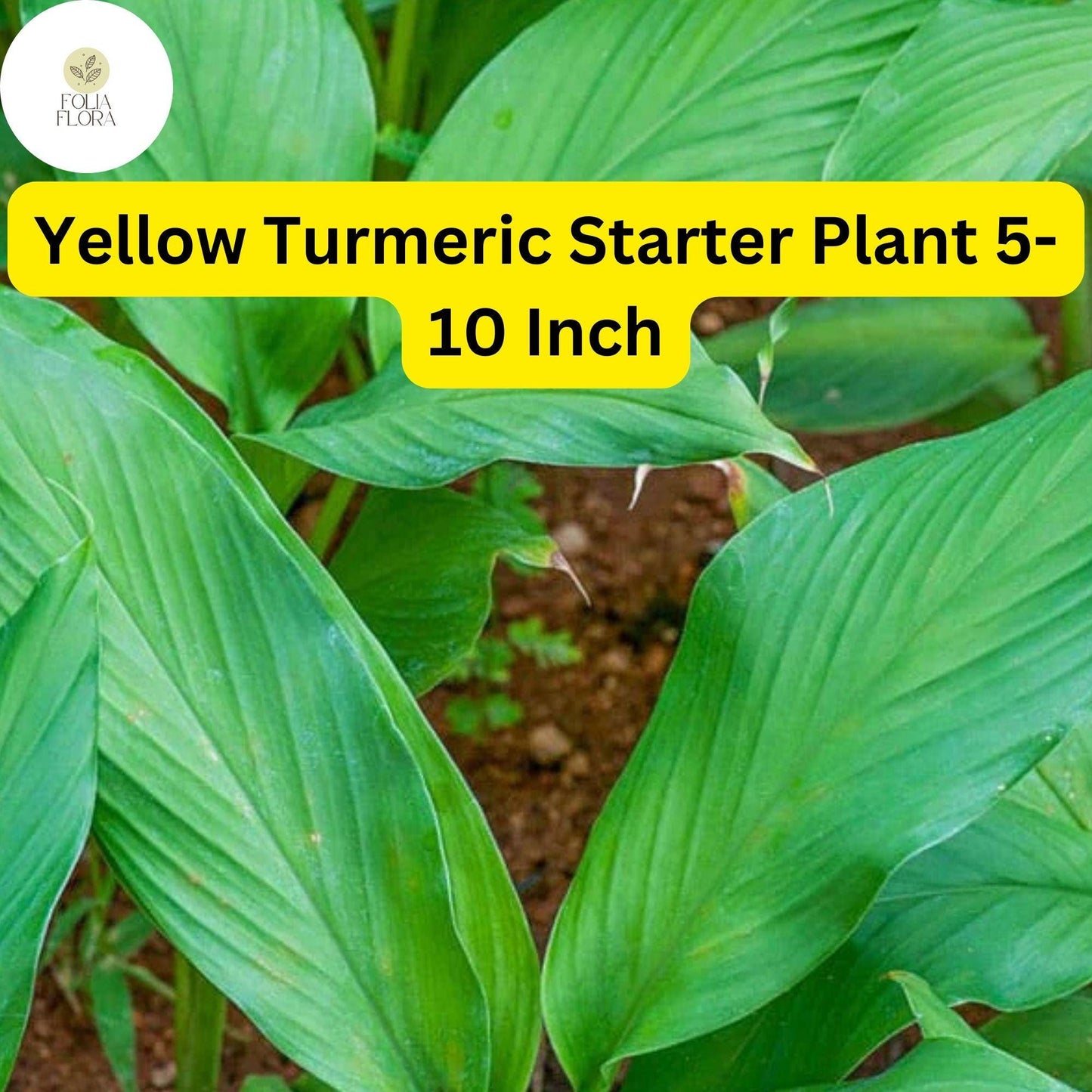 Yellow Turmeric Live Plant 5-10 Inch Curcuma longa - Edible Flowering Ginger Root with Tropical Foliage for Home Gardens