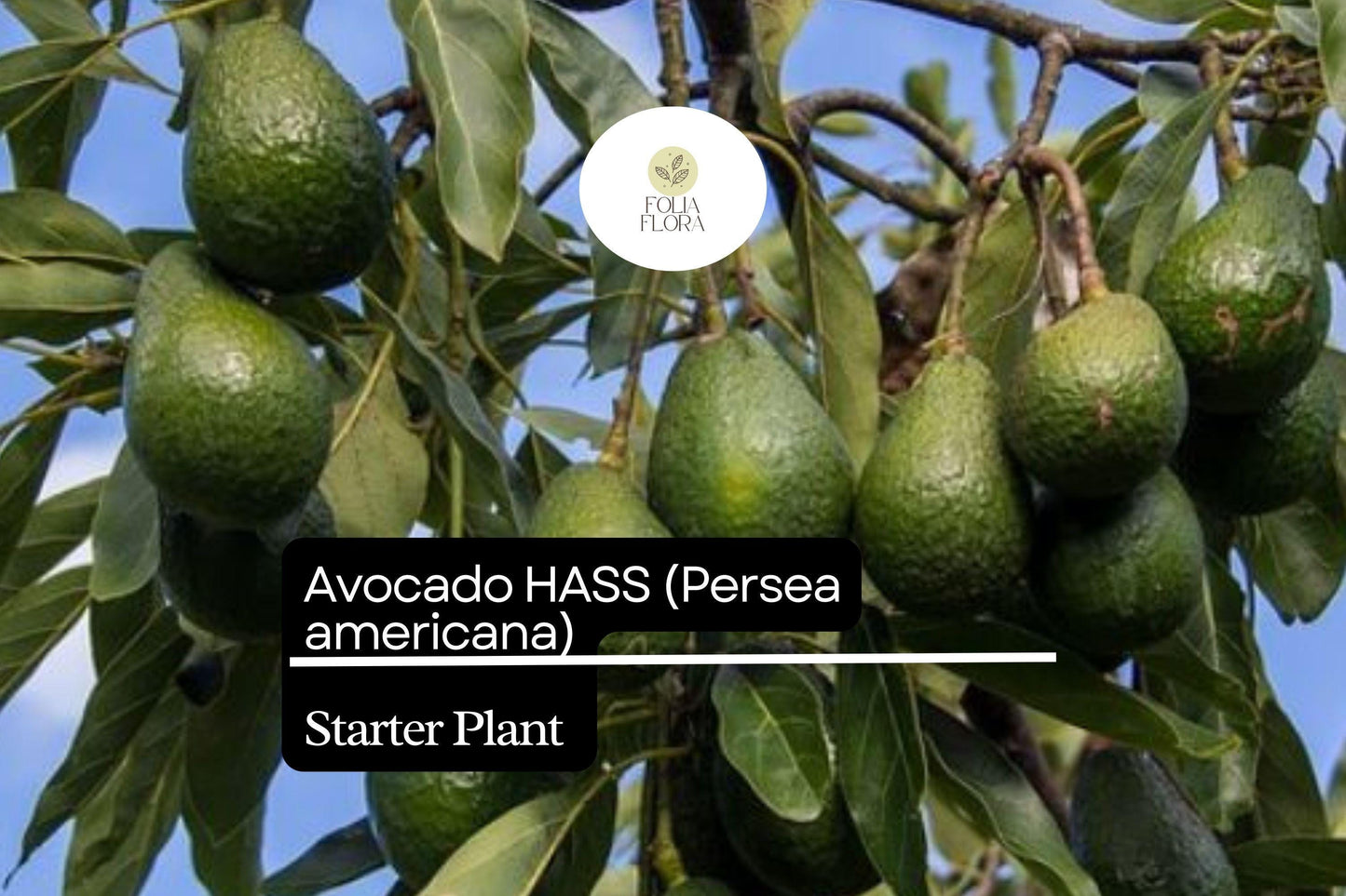 Hass Avocado Tree Starter Plant 12"-24" (Persea americana) Live Tropical Fruit Tree for Home Garden, Container, or Patio