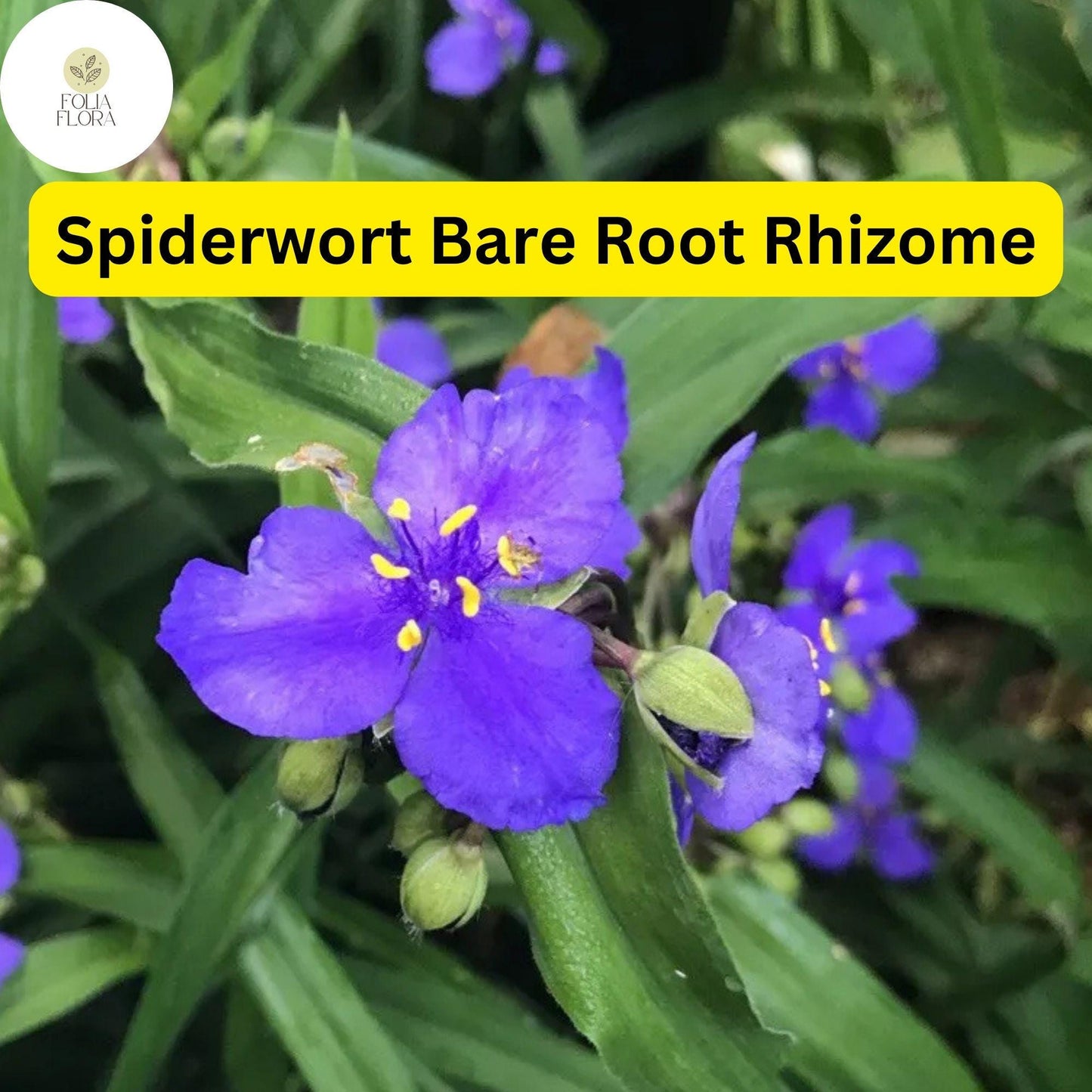 25 Bare Root Spiderwort Plants, Purple Flowers, Perennial (Tradescantia) - Perfect for Pollinator Gardens and Low-Maintenance Landscaping