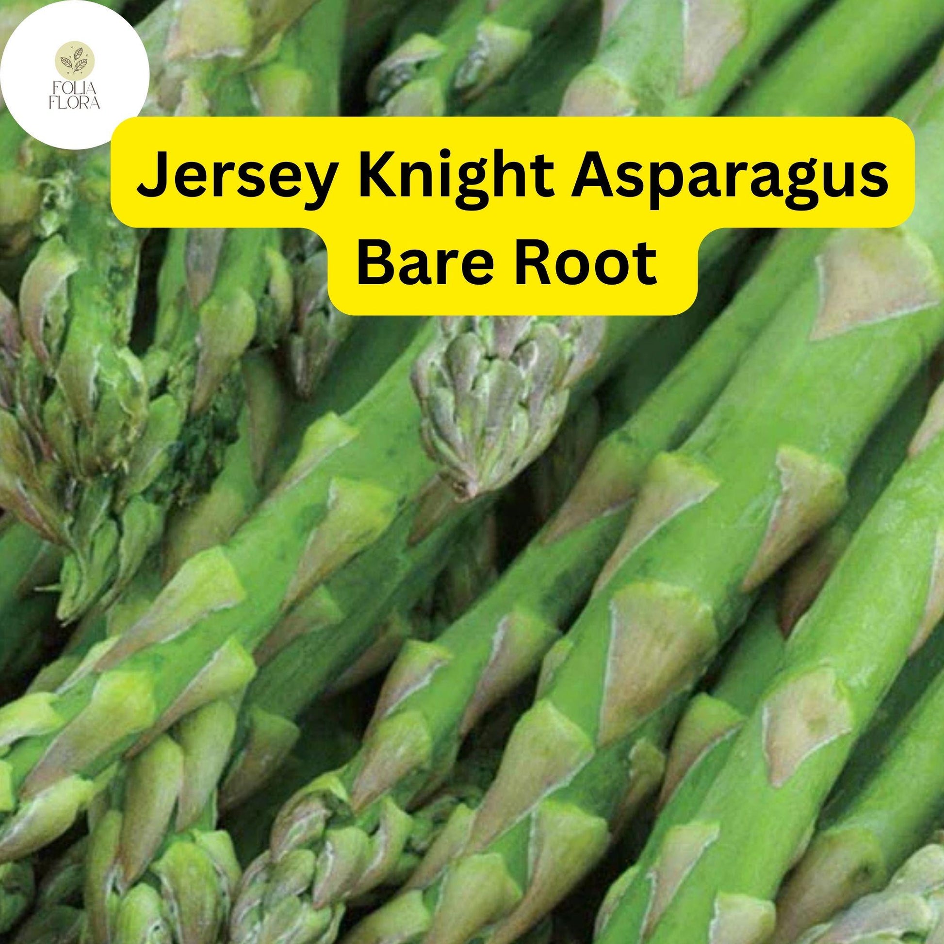 10 Green Jersey Knight Asparagus Bare Root Crowns - High-Yield Perennial, Disease-Resistant, 2-Year-Old Plants, Asparagus officinalis