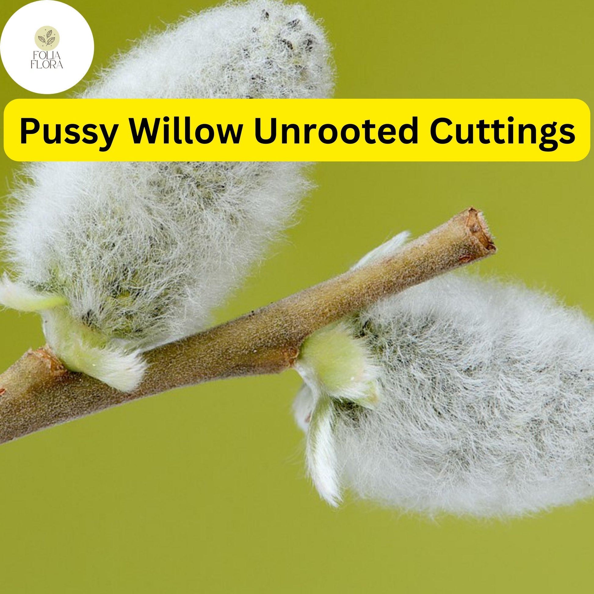 10 Unrooted Pussy Willow Cuttings - Salix Discolor - Silvery Catkins - Easy to Root for Gardens & Landscaping